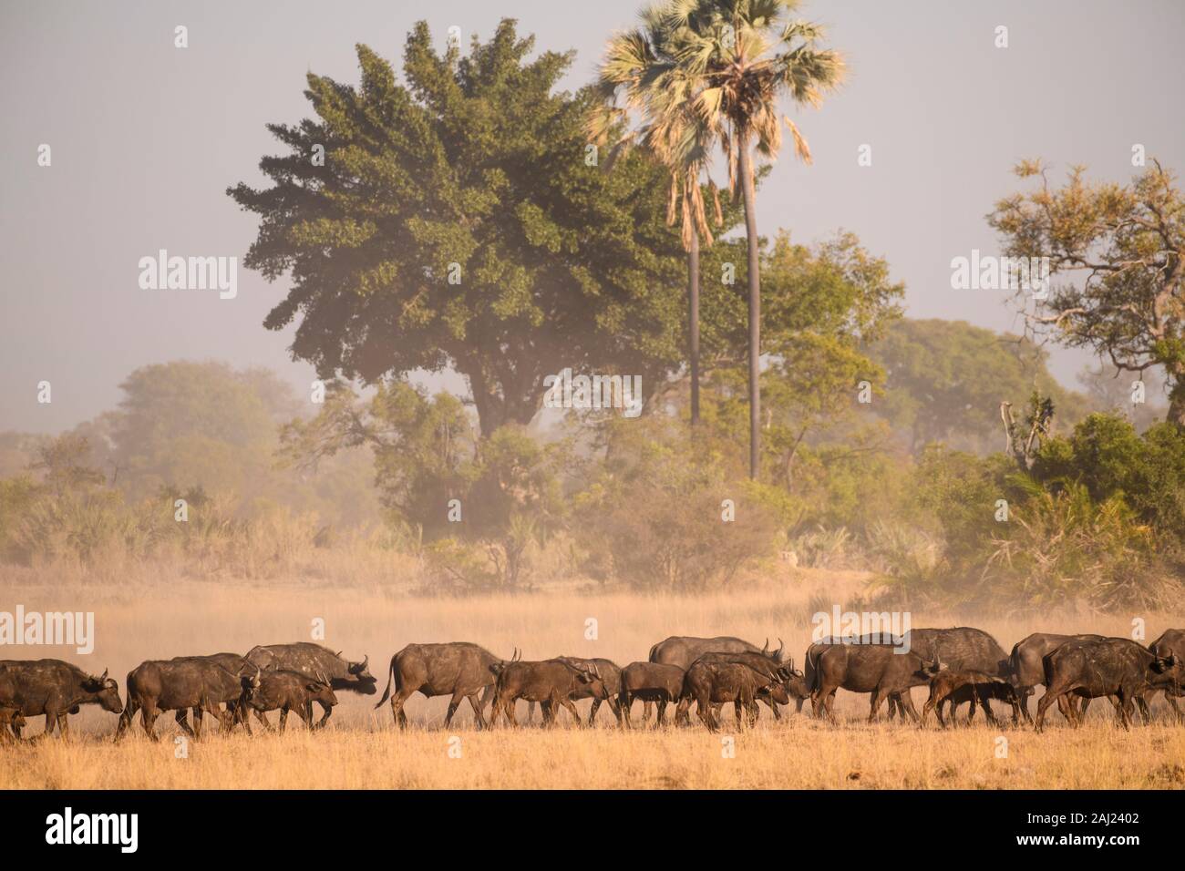 Mandria di bufali africani (Bufali) (Syncerus caffer), Macatoo, Okavango Delta, Botswana, Africa Foto Stock