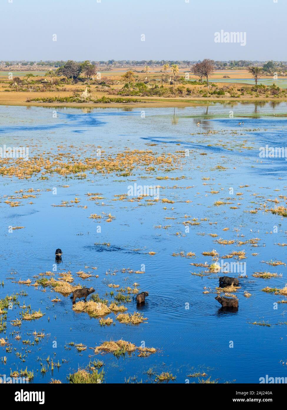 Vista aerea del bufalo africano (Bufali) (Syncerus caffer), Macatoo, Okavango Delta, Botswana, Africa Foto Stock