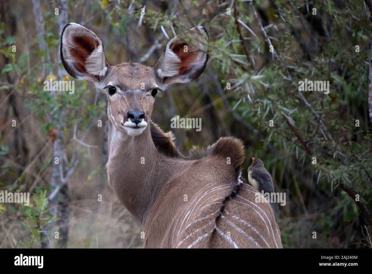 Waterbuck (Kobus ellipsiprymnus), Kruger National Park, Sud Africa e Africa Foto Stock