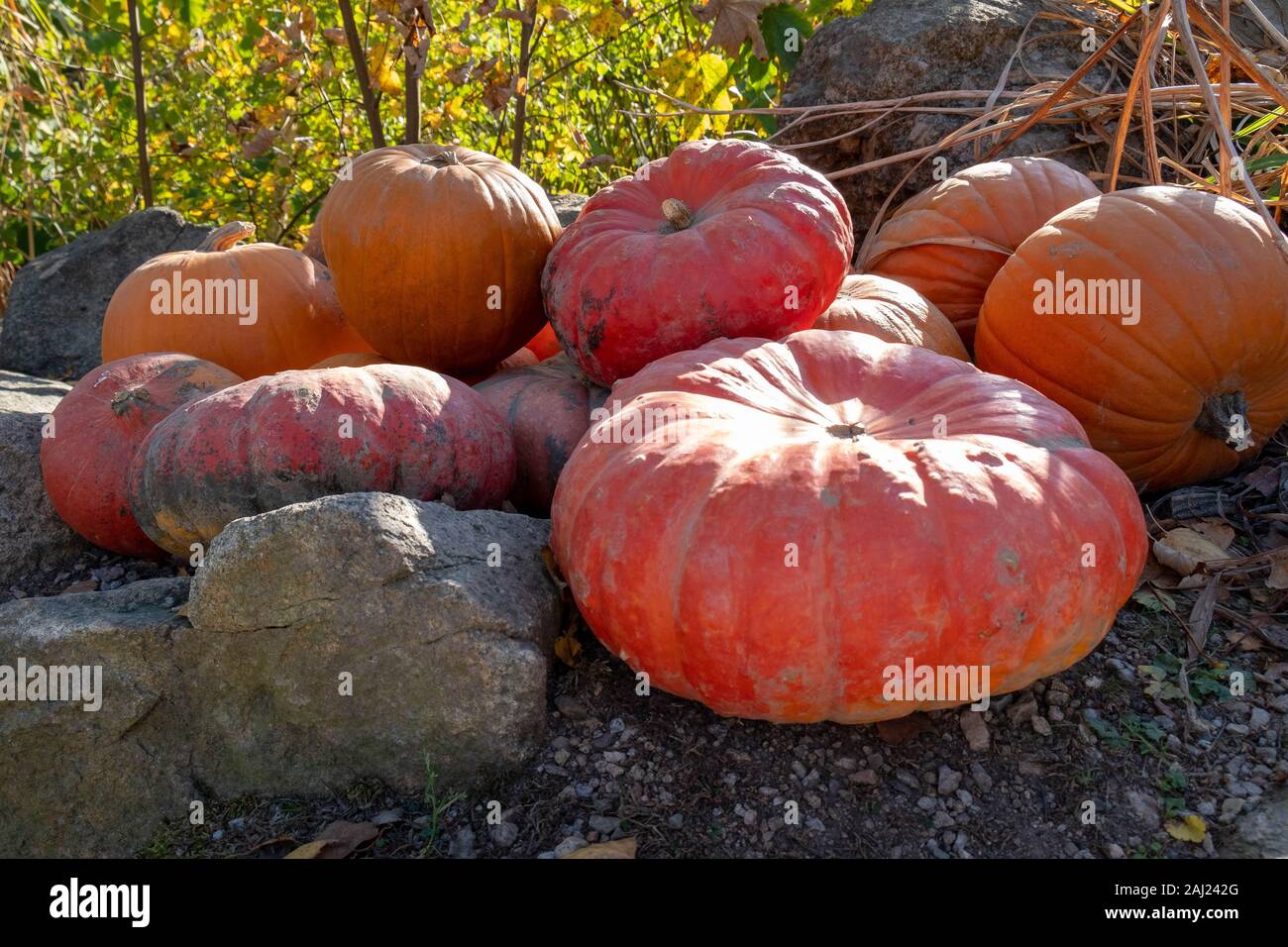 Arancione zucca - è la festa di Halloween tempo Foto Stock
