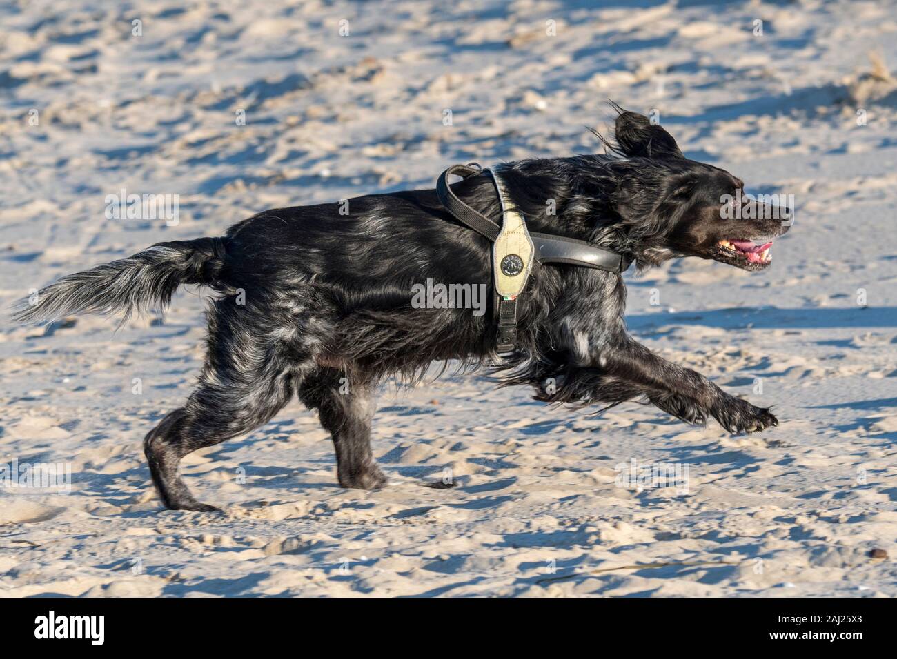 Unleashed piatto nero rivestite retriever x Border Collie mix usura cablaggio del cane e in esecuzione sulla spiaggia di sabbia lungo la costa Foto Stock