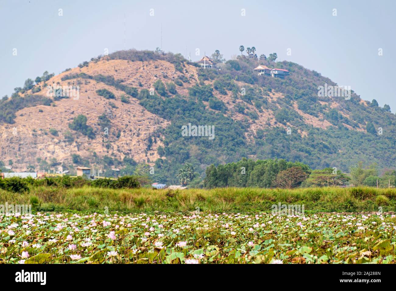 In Cambogia, il Tonle Sap - Marzo 2016: Lotus farm - 'campi' di stabilimenti Lotus in stagni Foto Stock
