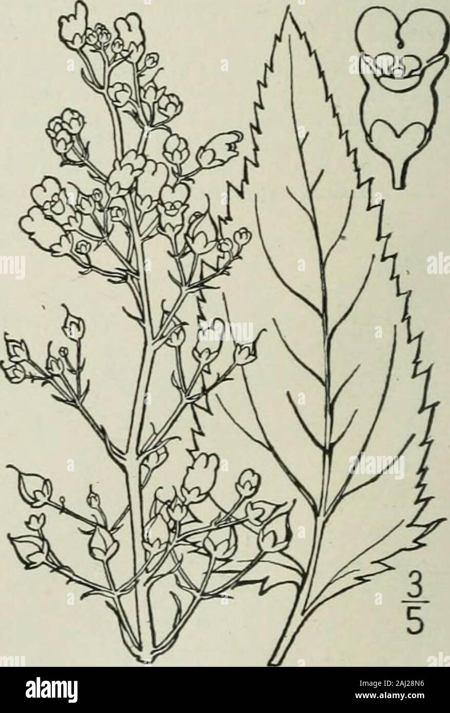 Una flora illustrata del nord degli Stati Uniti, il Canada e la British possedimenti : da Terranova al parallelo tra il confine meridionale della Virginia e dall'Oceano Atlantico verso ovest per il 102º meridiano . e petioled foglie, e grandi whitered o fiori viola, in terminale e ascellare densespikes. Calice 5-parted, bracted alla base, seg-zioni ovate o lanceolate. Corolla irregolare, la tubeelongated, ingrandito sopra l'arto 2 labbro superiore; lipconcave, emarginate o intero, esterno nel bud;labbro inferiore spalmatura, lanosi all'interno. A 3 lobi, i suoi lobi laterali talvolta più lunghi Foto Stock