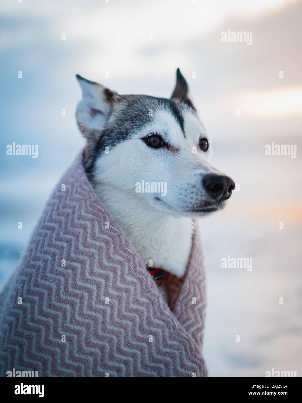 Splendida piscina di cani husky coperto in una copertura quando l'inverno. Migliore amico invernale carino doggie femmina. Cani ritratto in arancione e toni di teal Foto Stock