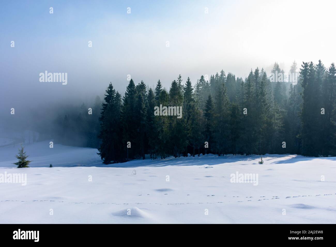 Paesaggio invernale a sunrise. foreste di abete rosso su una coperta di neve hill nella nebbia. tempo molto soleggiato con cielo blu Foto Stock