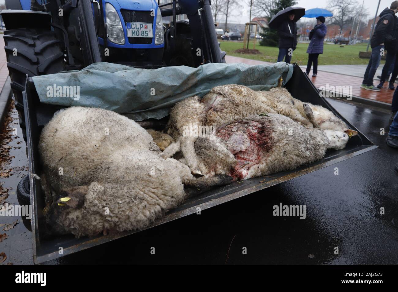 Schafe, Lupo, gerissen, Löningen, Cloppenburg, Bauern, Demo, Ministerpräsident Stephan Weil, Agrarpolitik. Lämmer, tot, Foto Stock
