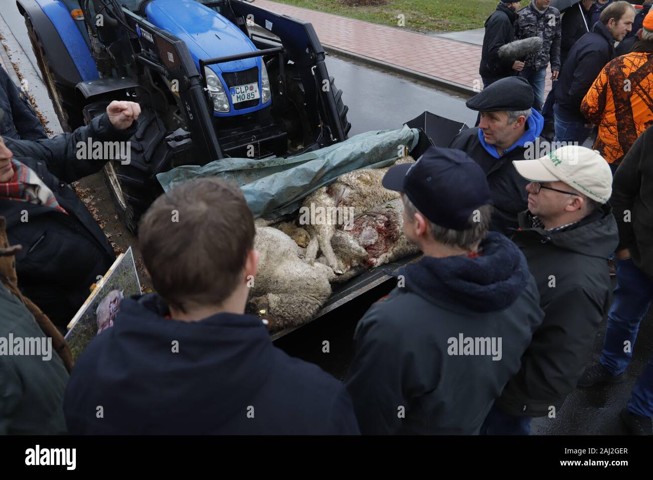 Schafe, Lupo, gerissen, Löningen, Cloppenburg, Bauern, Demo, Ministerpräsident Stephan Weil, Agrarpolitik. Lämmer, tot, Foto Stock