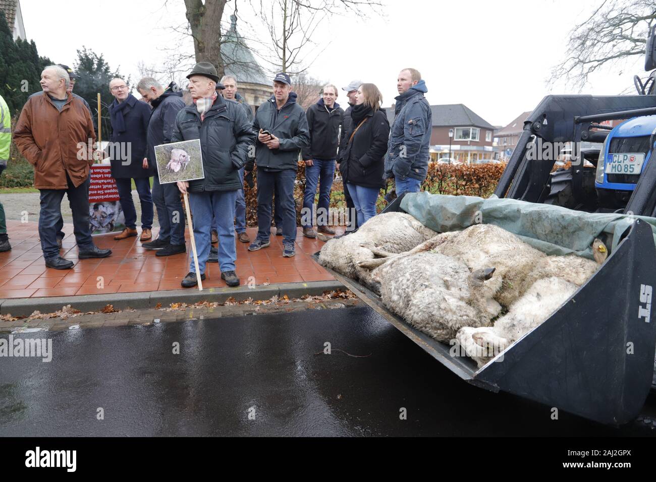 Schafe, Lupo, gerissen, Löningen, Cloppenburg, Bauern, Demo, Ministerpräsident Stephan Weil, Agrarpolitik. Lämmer, tot, Foto Stock