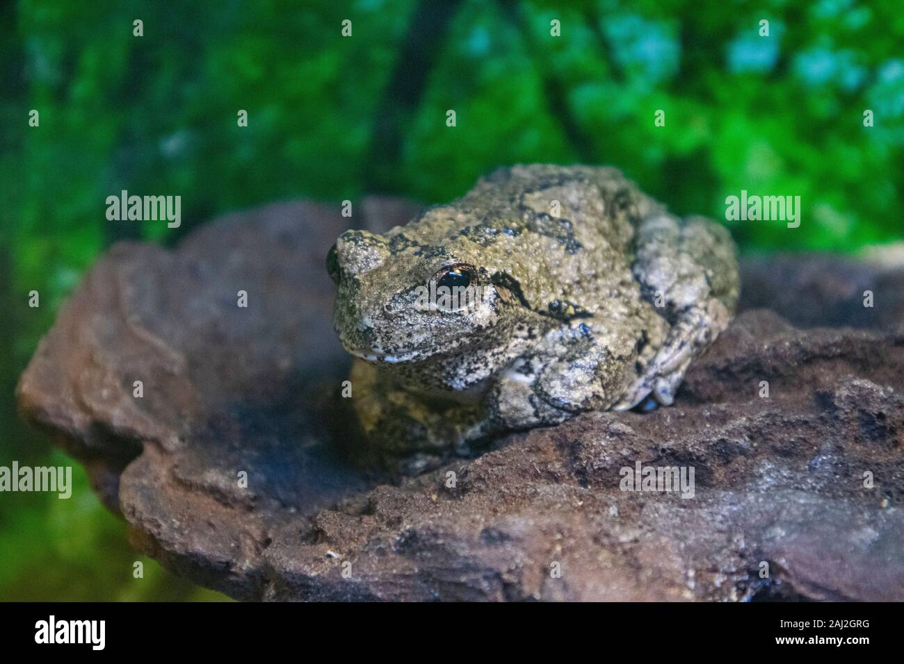 Comune Treefrog grigio Foto Stock