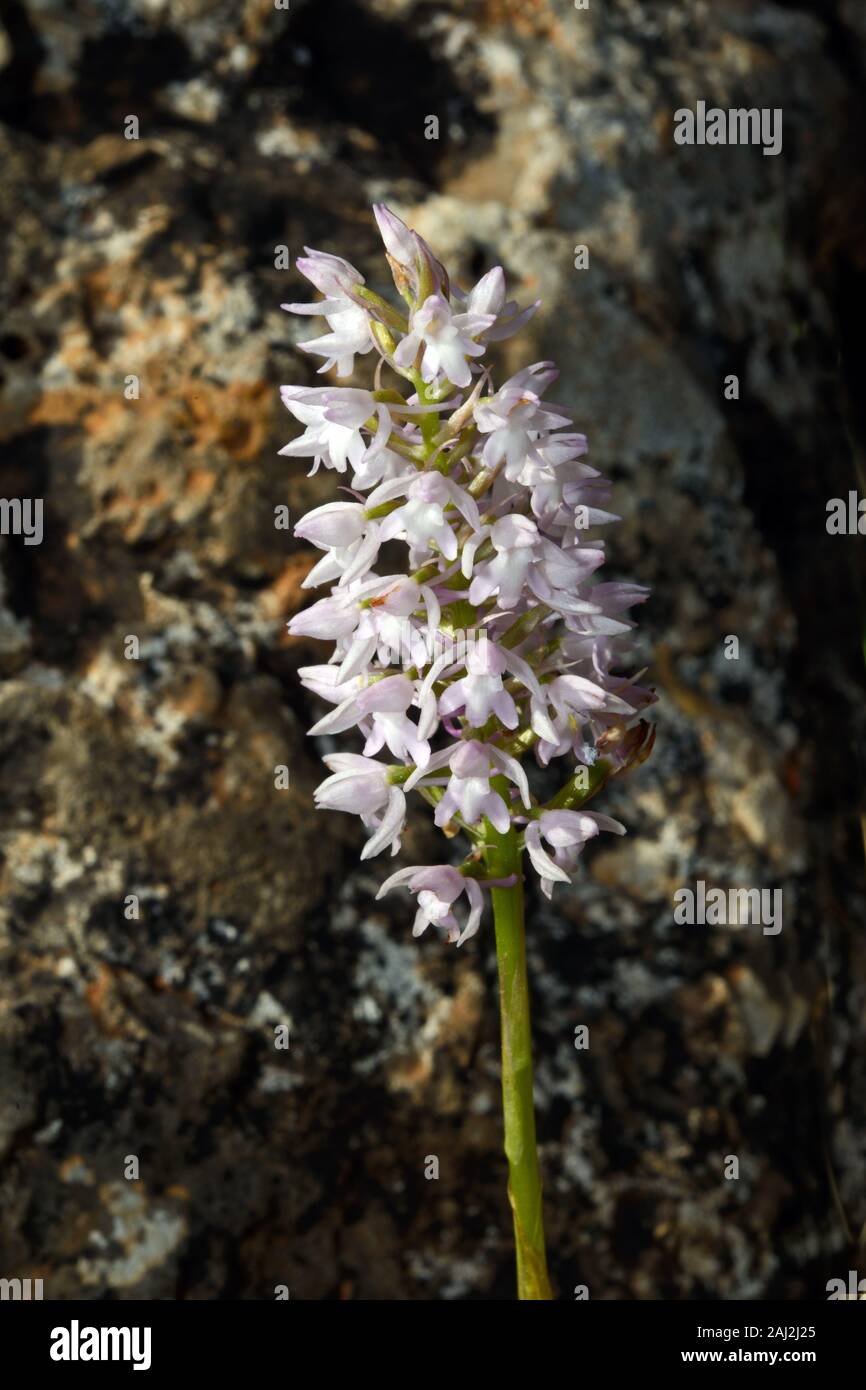 Anacamptis pyramidalis var brachystachys fu trovato qui su creta e differisce dalla tipica orchide in con fiori di colore rosa pallido. Foto Stock