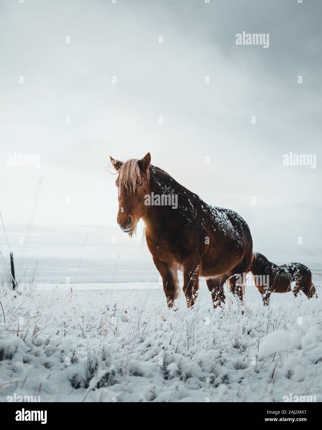 Cavalli islandesi sono molto uniche creature per l'Islanda. Questi cavalli sono più probabile pony ma molto più grande e sono in grado di sopravvivere Foto Stock