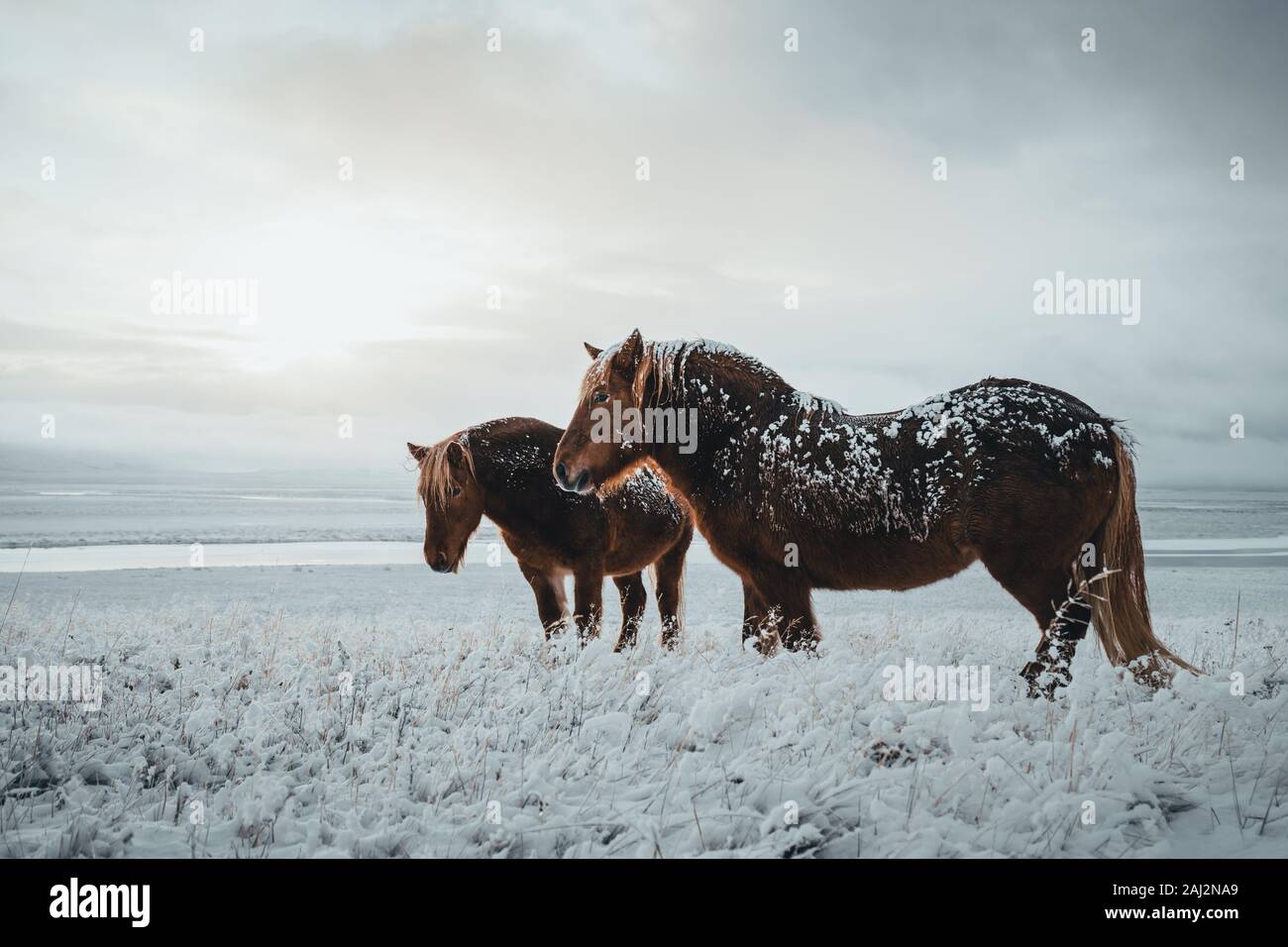 Cavalli islandesi sono molto uniche creature per l'Islanda. Questi cavalli sono più probabile pony ma molto più grande e sono in grado di sopravvivere Foto Stock