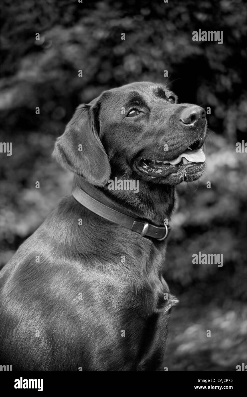 Contro un oscuro, offuscata, soft-focalizzata sullo sfondo, una matura Labrador sembra essere tutto sorrisi come ella guarda appealingly al suo trainer per una ricompensa. Foto Stock