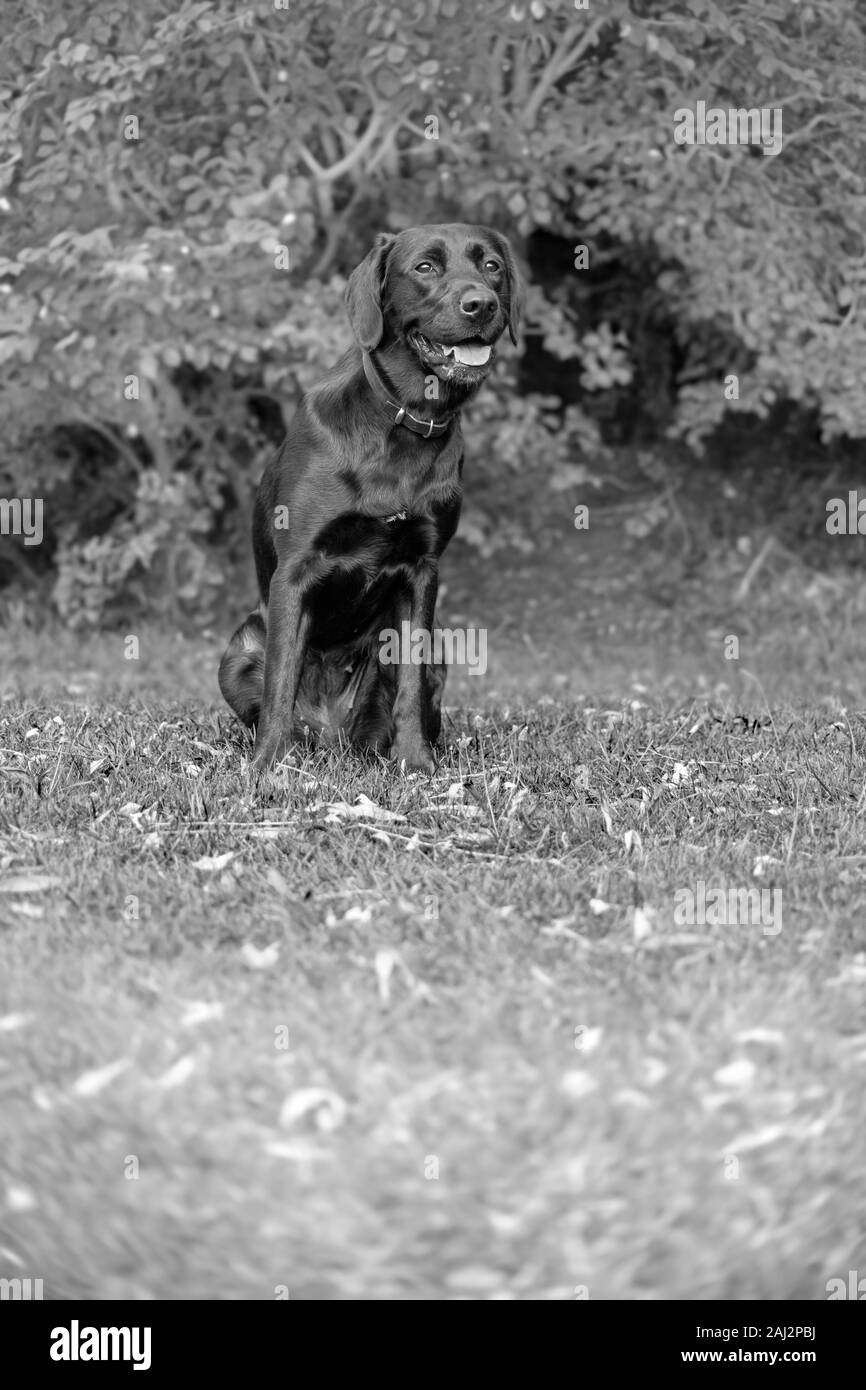 Contro una offuscata soft-focalizzata sullo sfondo, una femmina matura Labrador si trova pronto durante outdoor training, i suoi occhi luminosi e fissato in anticipo. Foto Stock