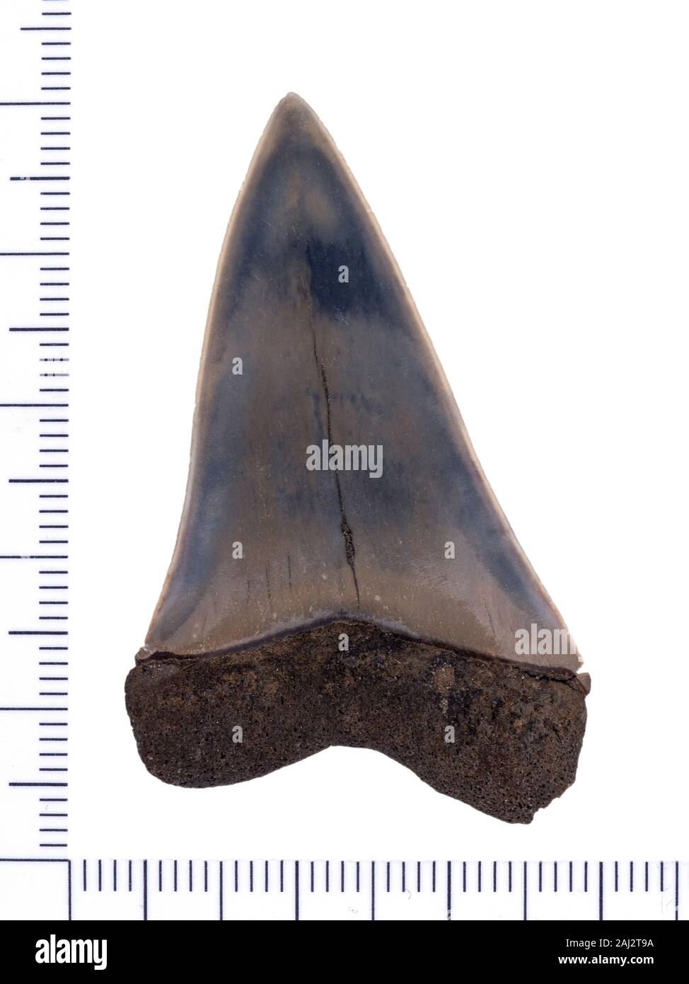 Fossile gigante estinto squalo mako, Carcharodon (plicatilis) hastalis, superficie labiale (lato esterno), isolata. Questi squali erano una diretta anc evolutivo Foto Stock