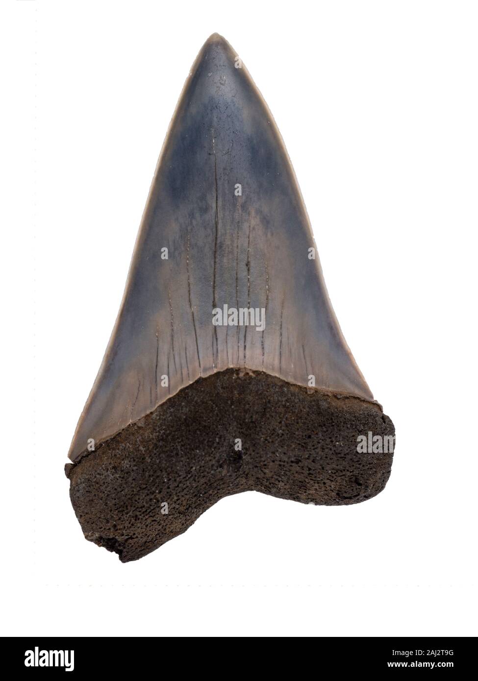 Fossile gigante estinto squalo mako, Carcharodon (plicatilis) hastalis, superficie linguale (lato interno), isolata. Questi squali erano una diretta un evolutivo Foto Stock