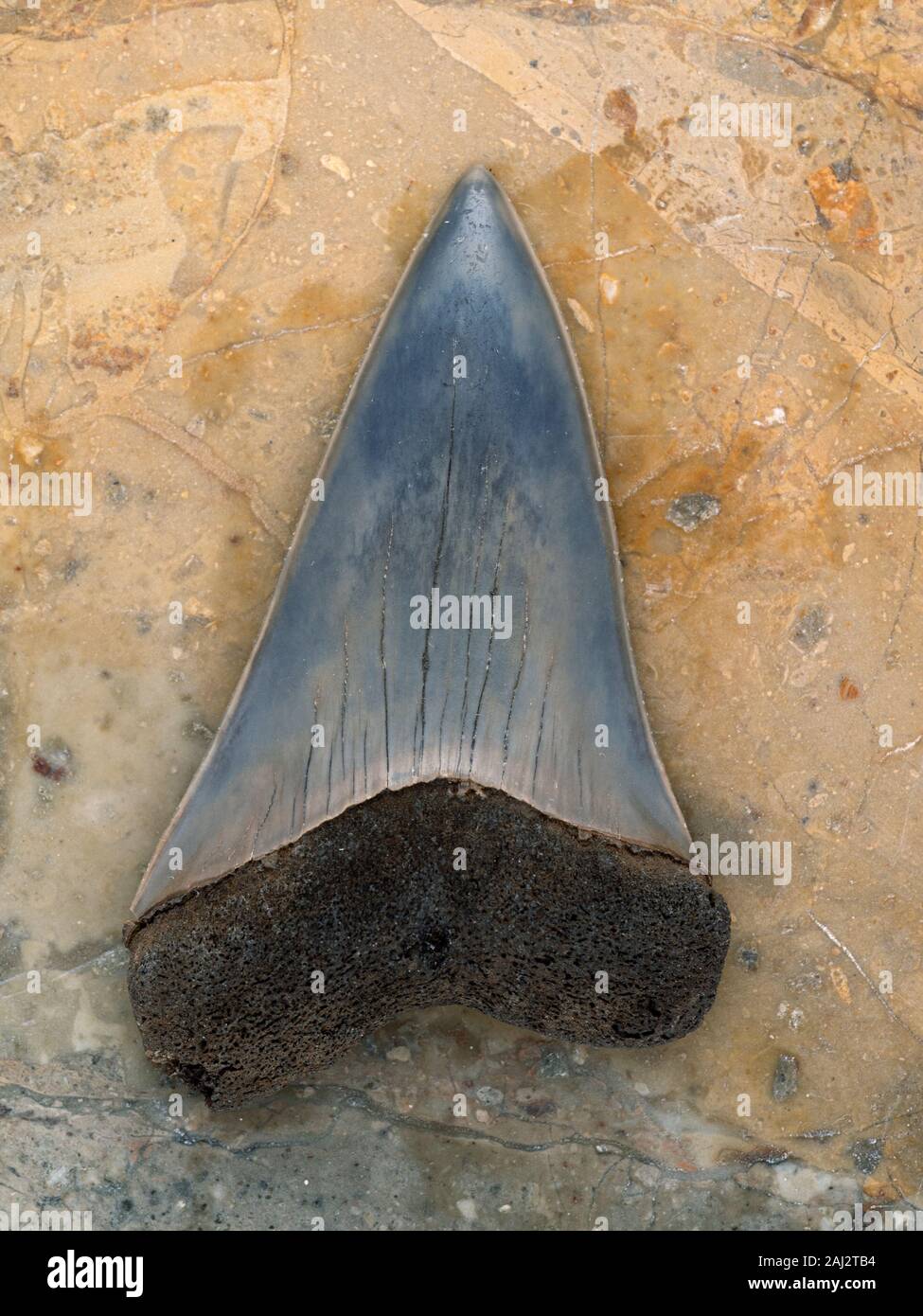 Fossile gigante estinto squalo mako, Cosmopolitodus hastalis (Carcharodon plicatilis), posa sulla roccia. Questi squali sono stati un diretto antenato evolutivo per Foto Stock