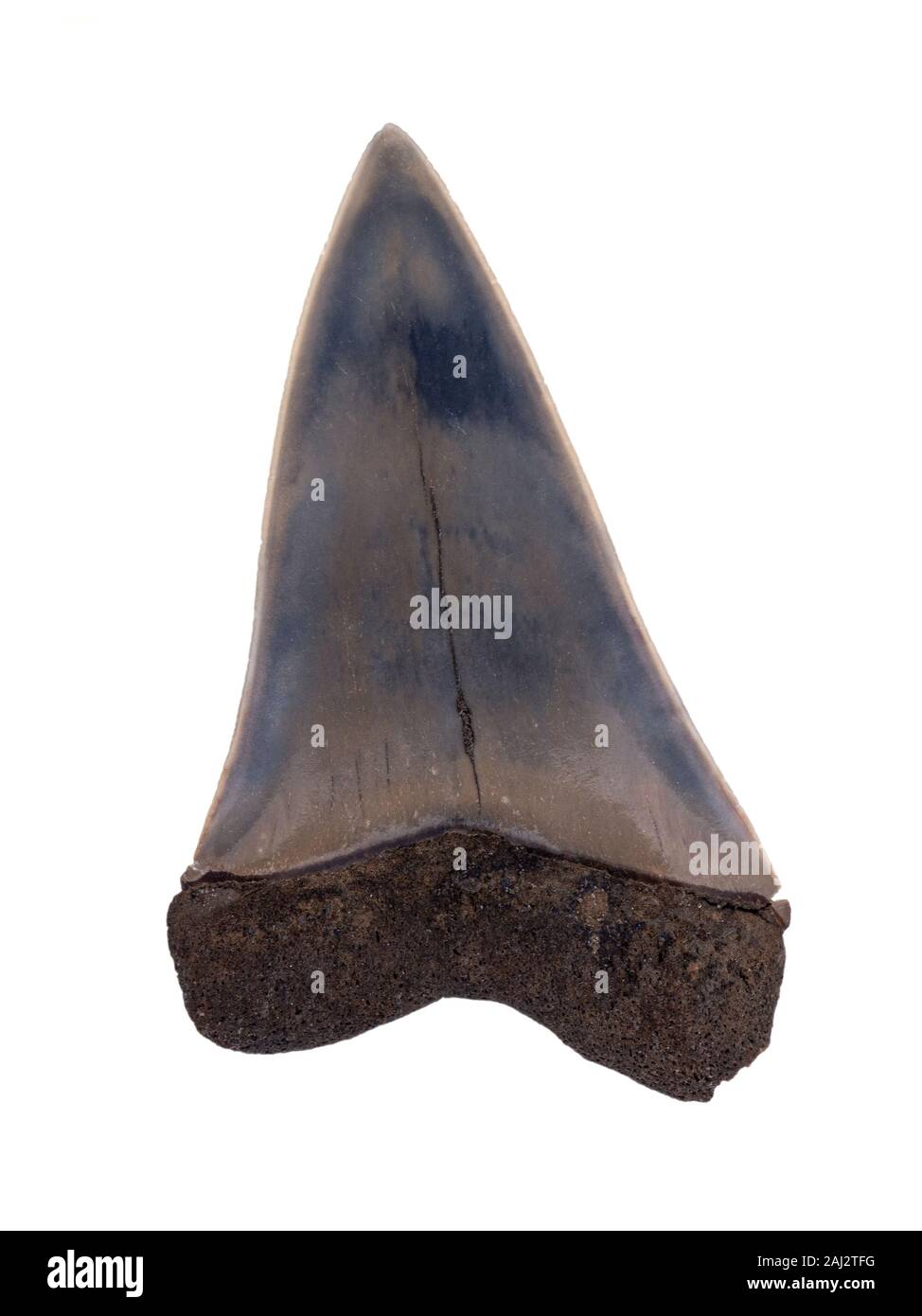 Fossile gigante estinto squalo mako, Carcharodon (plicatilis) hastalis, superficie labiale (lato esterno), isolata. Questi squali erano una diretta anc evolutivo Foto Stock