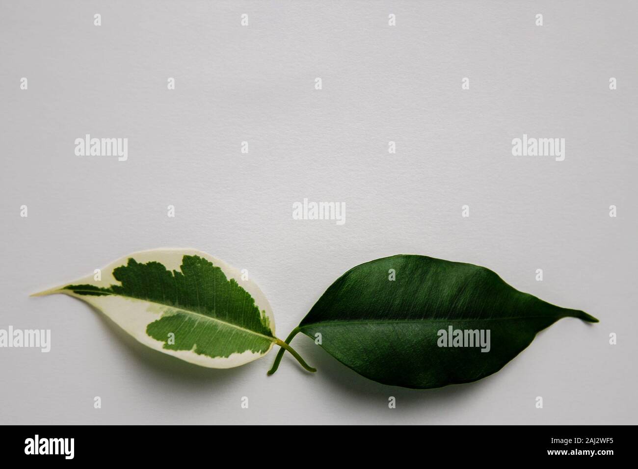 Due foglie verdi su sfondo bianco. Una foglia presenta macchie bianche. Vitiligine pelle simbolo del problema. Ficus benjamina Foto Stock