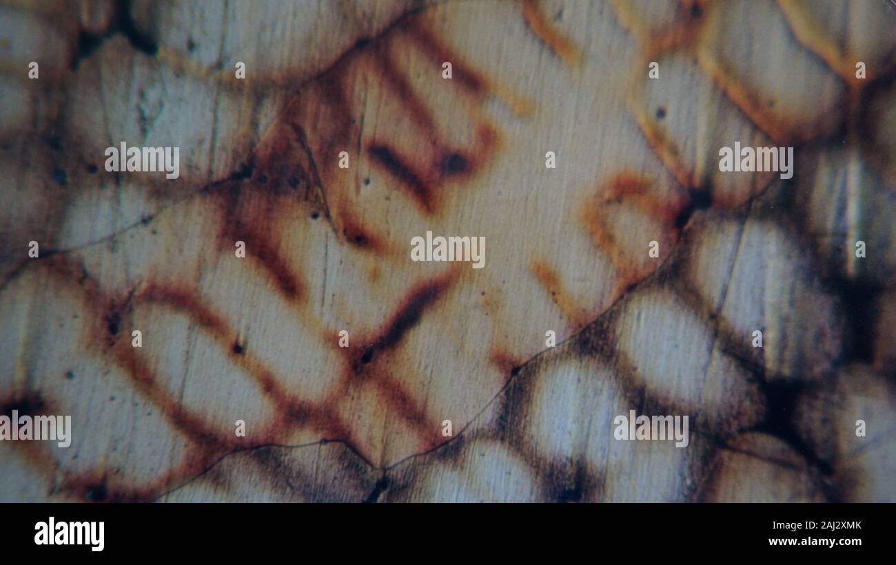 Micrografia metallurgia del rame in lega di argento impiegati nella  produzione di cucchiaio Foto stock - Alamy