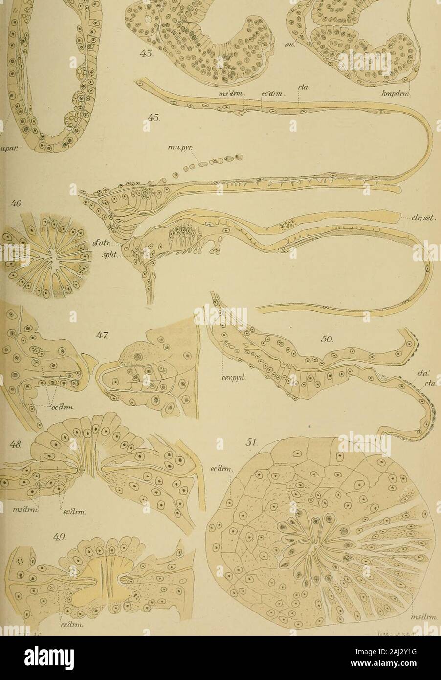 Bollettino del museo di zoologia comparativa a Harvard College . X 410. Sezione assiale del collo e apertura atriale di polypide appena sufficientemente devel-ciclomotore per essere in grado di estrusione. Mostra il collare setosum al posto.X410. Sezione della piastra di comunicazione di taglio attraverso il ramo. Due sezioni(10 IX) sopra la figura 51. X 635. Tre fasi nello sviluppo della comunicazione tlie piastre. Lon-• gitudinal sezioni del ramo. In figura 47, il polypide hasreached stadio di figura 22; in figura 48, lo stadio di Figura 23;e in figura 49, lo stadio di Figura 24. X 635. Sezione longitudinale a Foto Stock