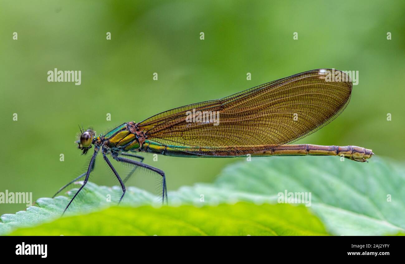 Unico demoiselle damselfly sulla foglia. Dettagliate e immagini colorate in classic vista dal lato sinistro. Dettagli dell'ala costruzione può essere esaminato Foto Stock