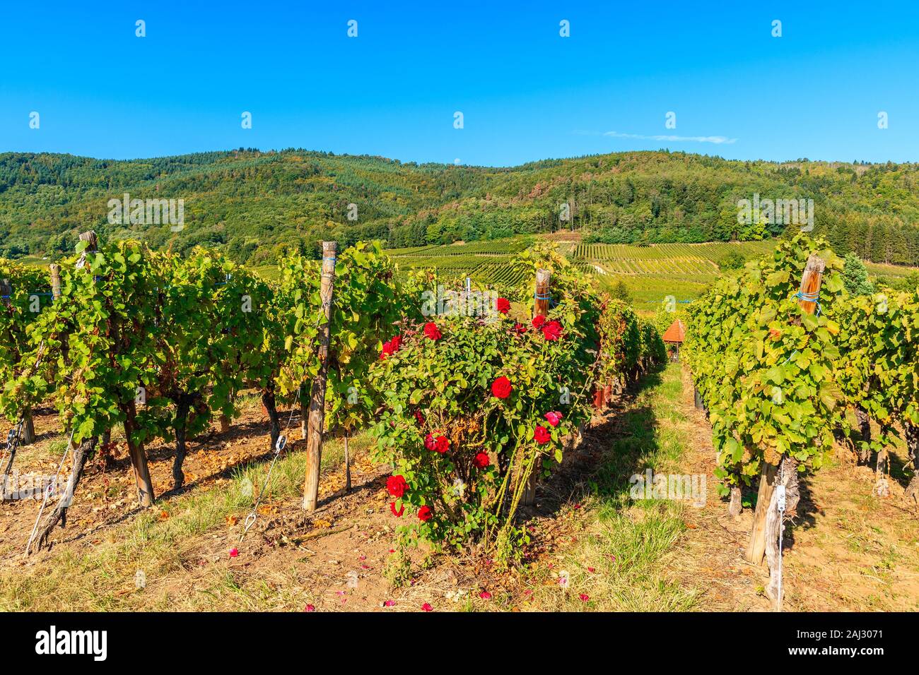 Rose rosse in vigneti di vino alsaziano rotta vicino villaggio Riquewihr, Francia Foto Stock