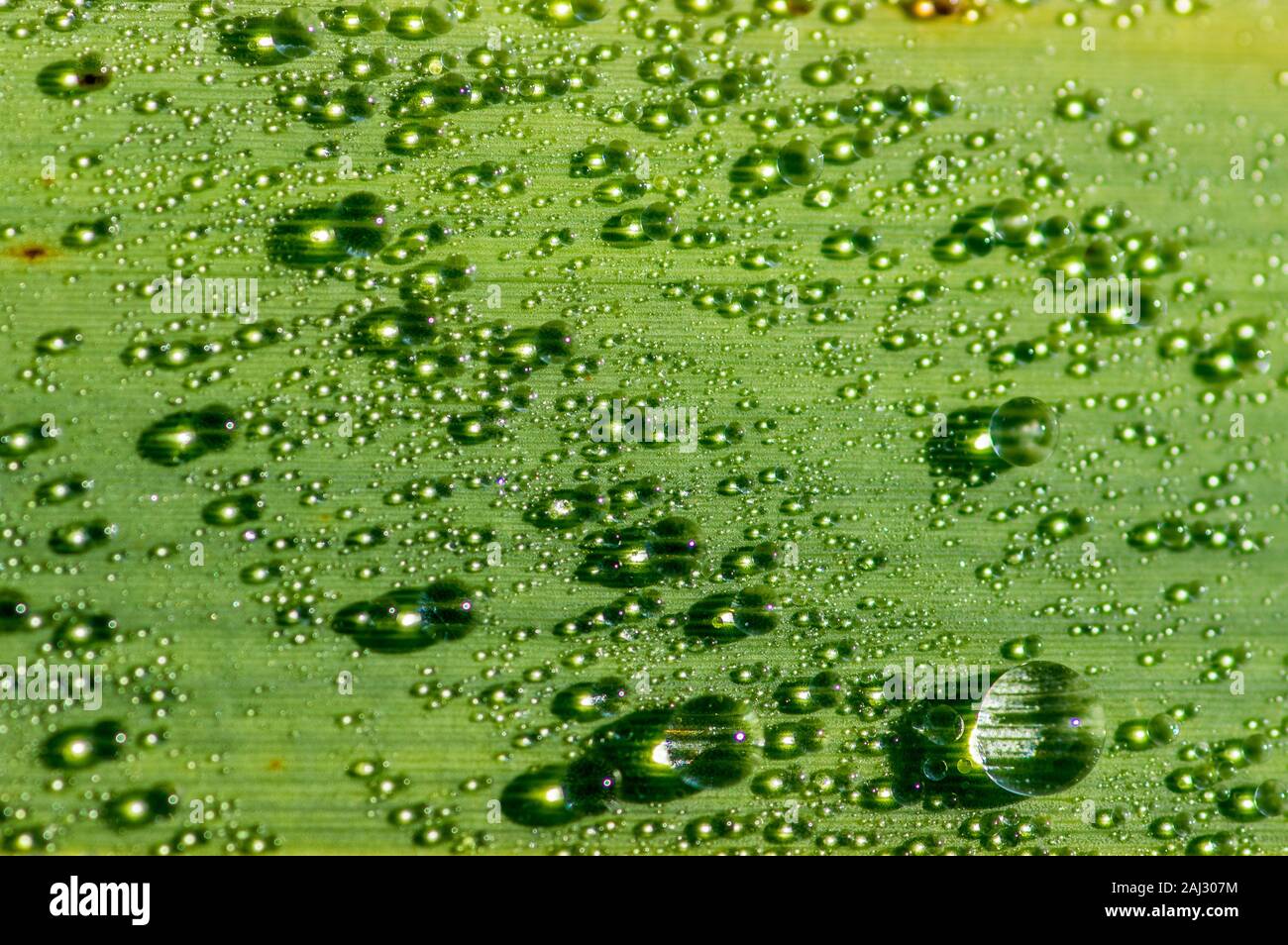 Sfondo verde che mostra le goccioline di acqua su un verde foglia di iris Foto Stock
