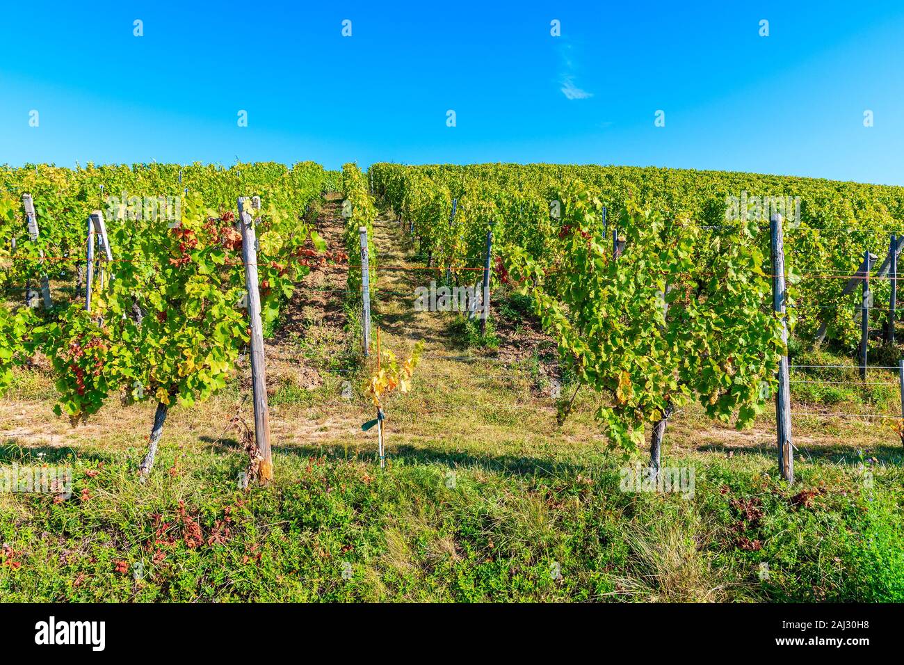 Vigneti di vino alsaziano rotta vicino villaggio Riquewihr, Francia Foto Stock