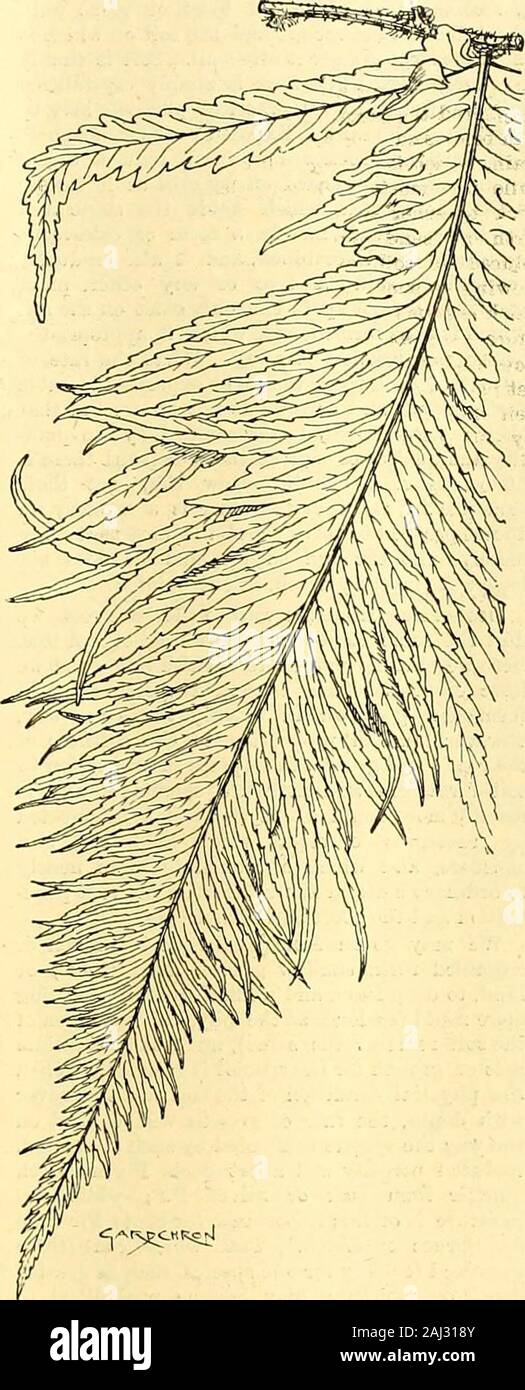 I giardinieri' cronaca : un settimanale illustrato ufficiale di orticoltura e materie affini . therefuse apice diviso in modo irregolare in lunghi, acutamente-lobi appuntiti, un po' come in Caryota. Selaginella Watboniana (hort. Sander).una specie di qualcosa nel modo di S. Martensii,con inarcamento a ventaglio le fronde, ma con thetips dei germogli che mostra una luminosa argentea of-chiesta. Quando si vede in quantità è molto efficaci e costituirà un ottimo impianto per edgingsof letti o di fasi di fornelli o per carpetingthe terreno sottostante tall-crescente soggetti. Vriesea Alexandra (hort. Sander).una specie con Foto Stock