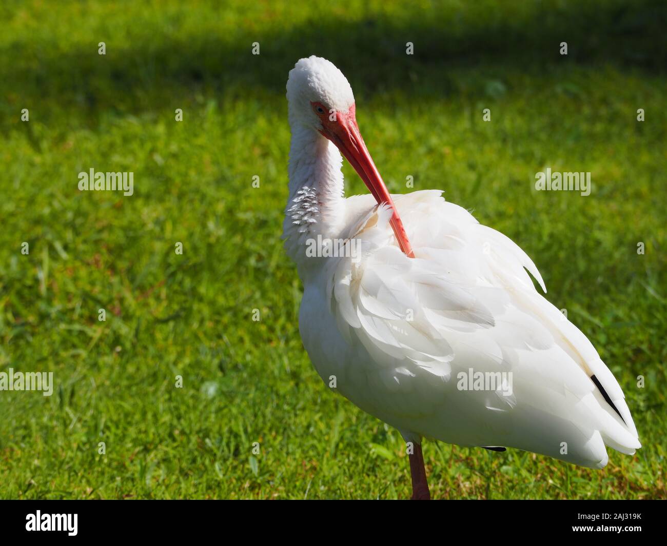 Bianco Ibis Grooming Foto Stock