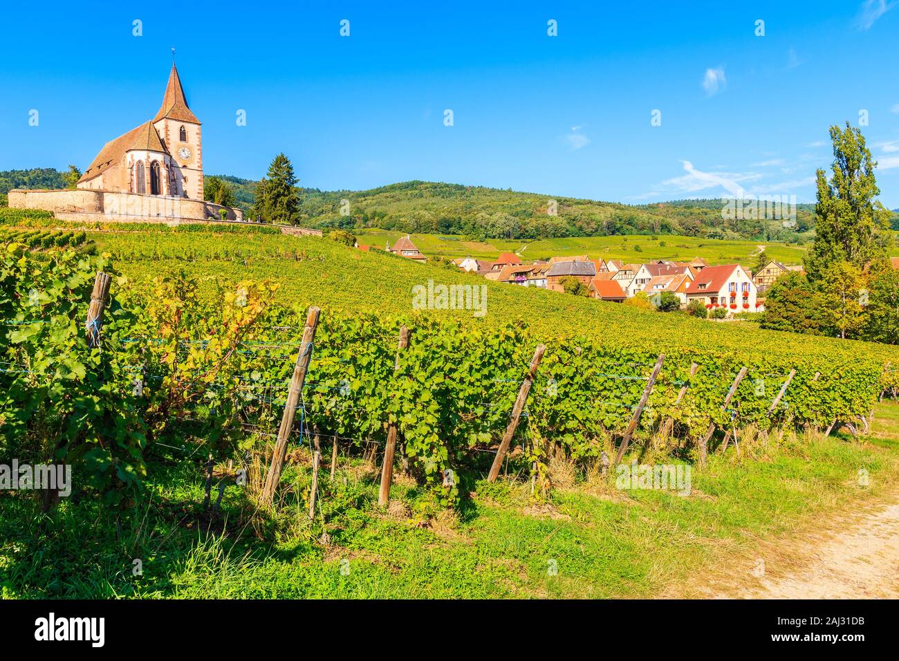 Pittoresca chiesa di vigneti nel famoso villaggio Hunawihr, Alsazia strada del vino, Francia Foto Stock