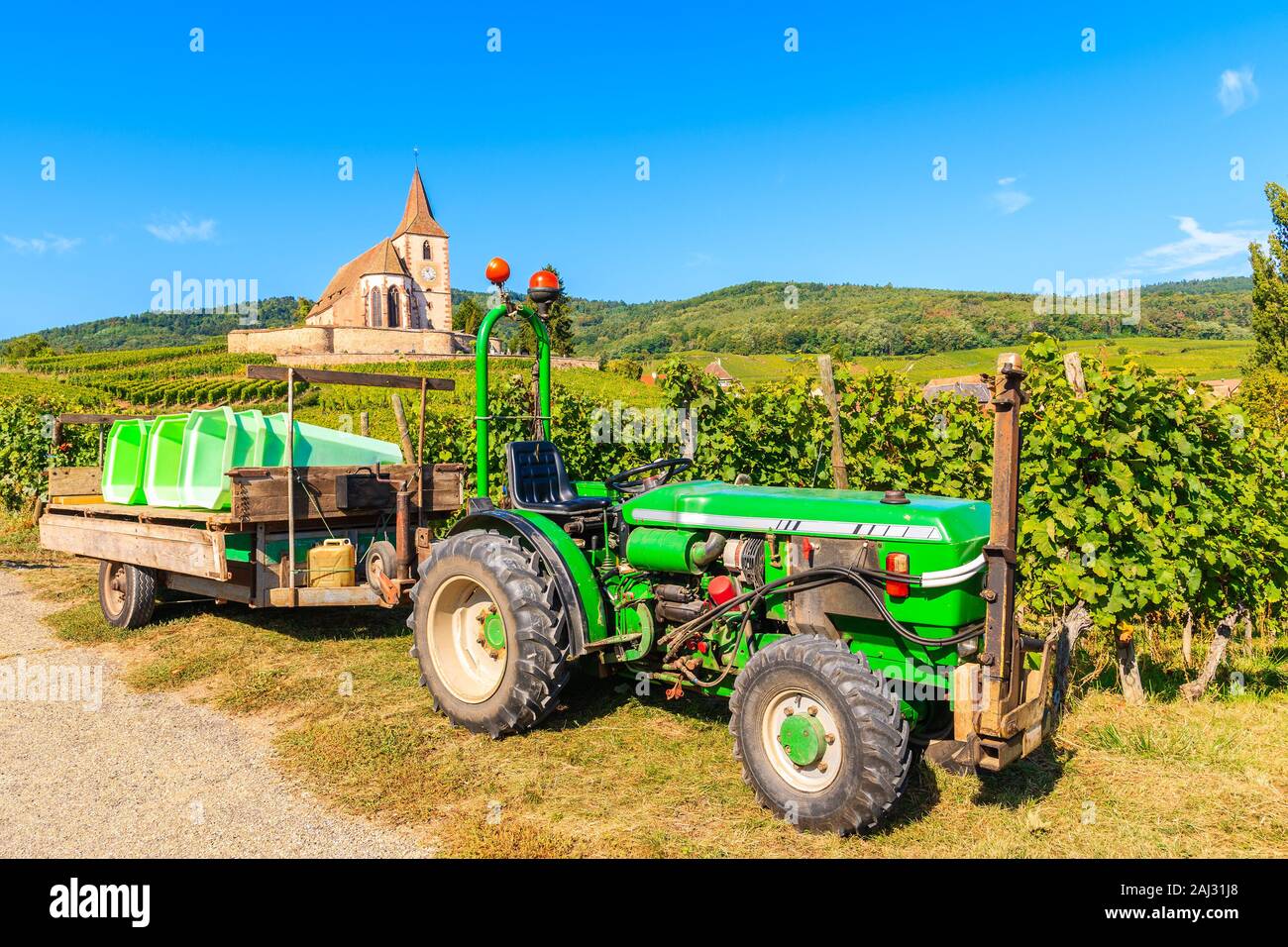 Il trattore con il rimorchio per raccogliere le uve vicino alla pittoresca chiesa nel famoso villaggio Hunawihr, Alsazia strada del vino, Francia Foto Stock