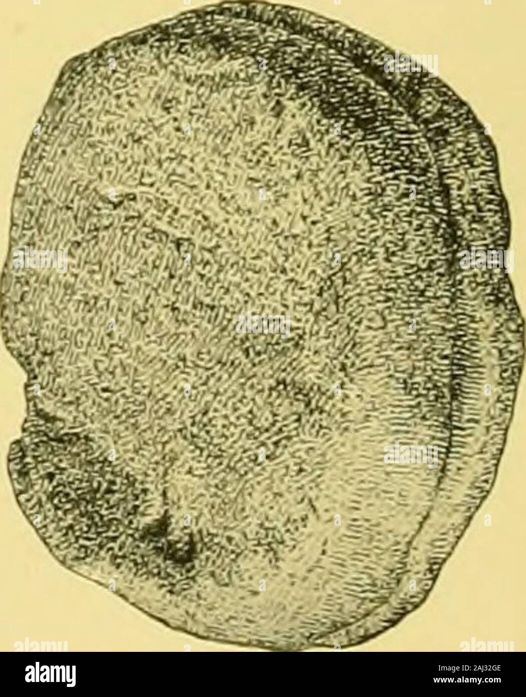 Relazione annuale dell'Ufficio di presidenza di Etnologia al Segretario dello Smithsonian Institution . HOLMES] DISTRIBUZIONE LA GENESI E LA FUNZIONE 145 e l'uso. Ogni modulo o classe di iiu])lement sarà così fouud a haveleft nella sua scia una scia di wasters o respinge la peculiare alla stessa. Sono Untilthese inteso, selezionato e distanziati tra di loro, non vi è necessariamente muchconfusion. Si è visto da uno studio della piastra ci, in congiunzione con il rappresentanouna-zioni di campioni effettivi in precedenti piastre, che una metà o più di therange nativo di fiocchi di forme sono effettivamente non implementa. La sepa razione di è approssimativamente in Foto Stock