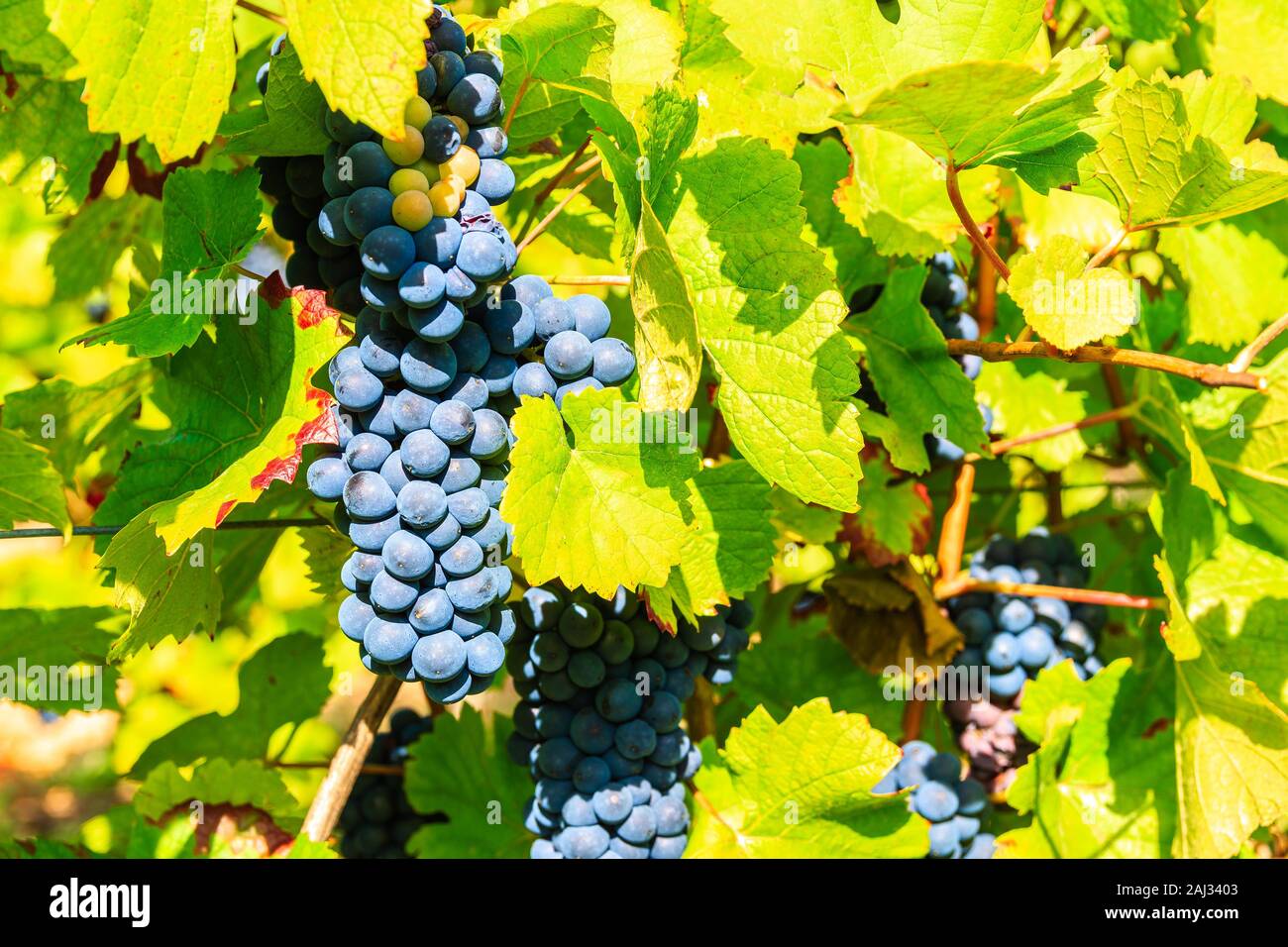 Le uve di vigneti vicino a villaggio Riquewihr, Alsazia strada del vino, Francia Foto Stock