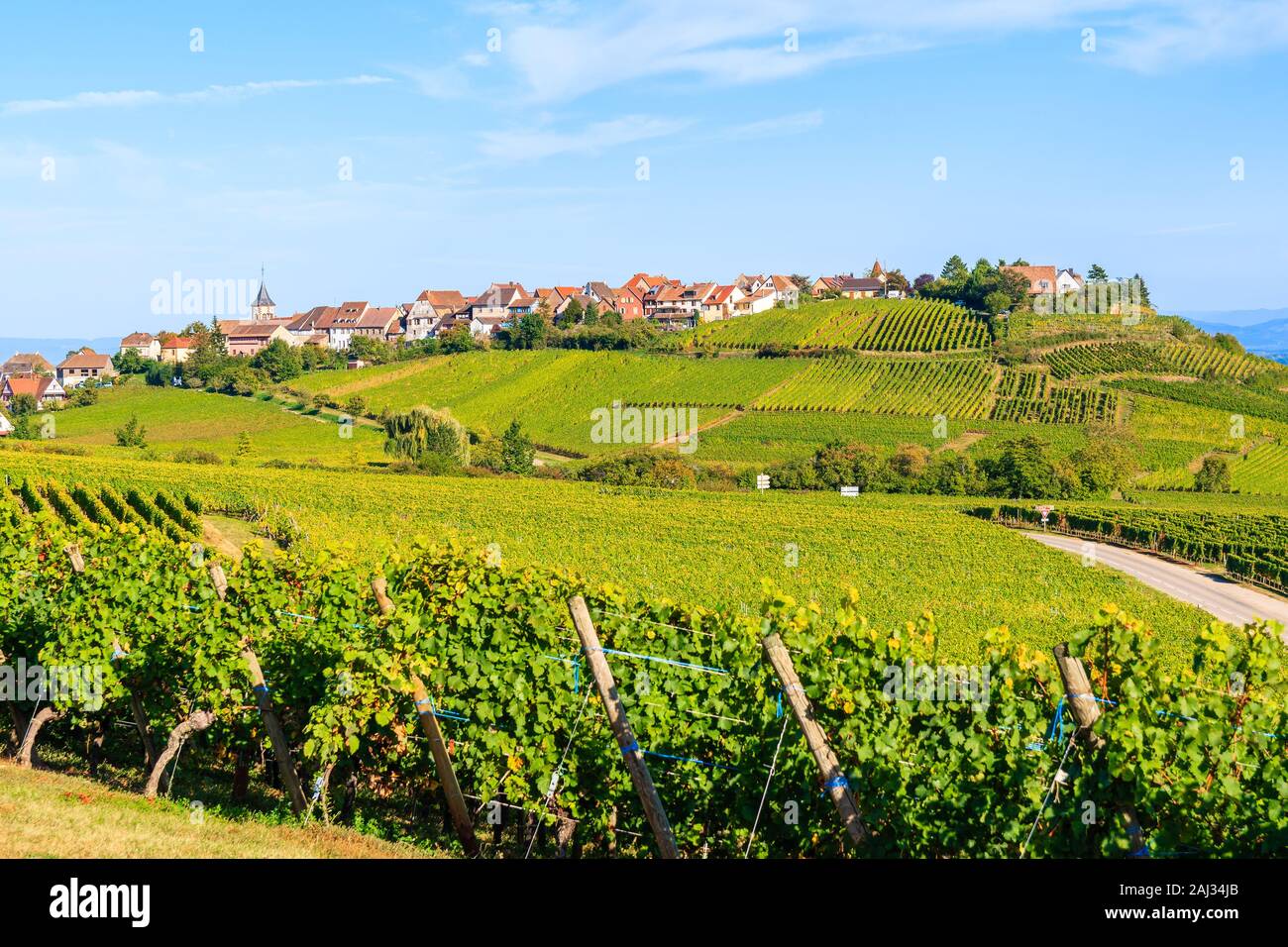 Vigneti di vino alsaziano rotta vicino villaggio Riquewihr, Francia Foto Stock
