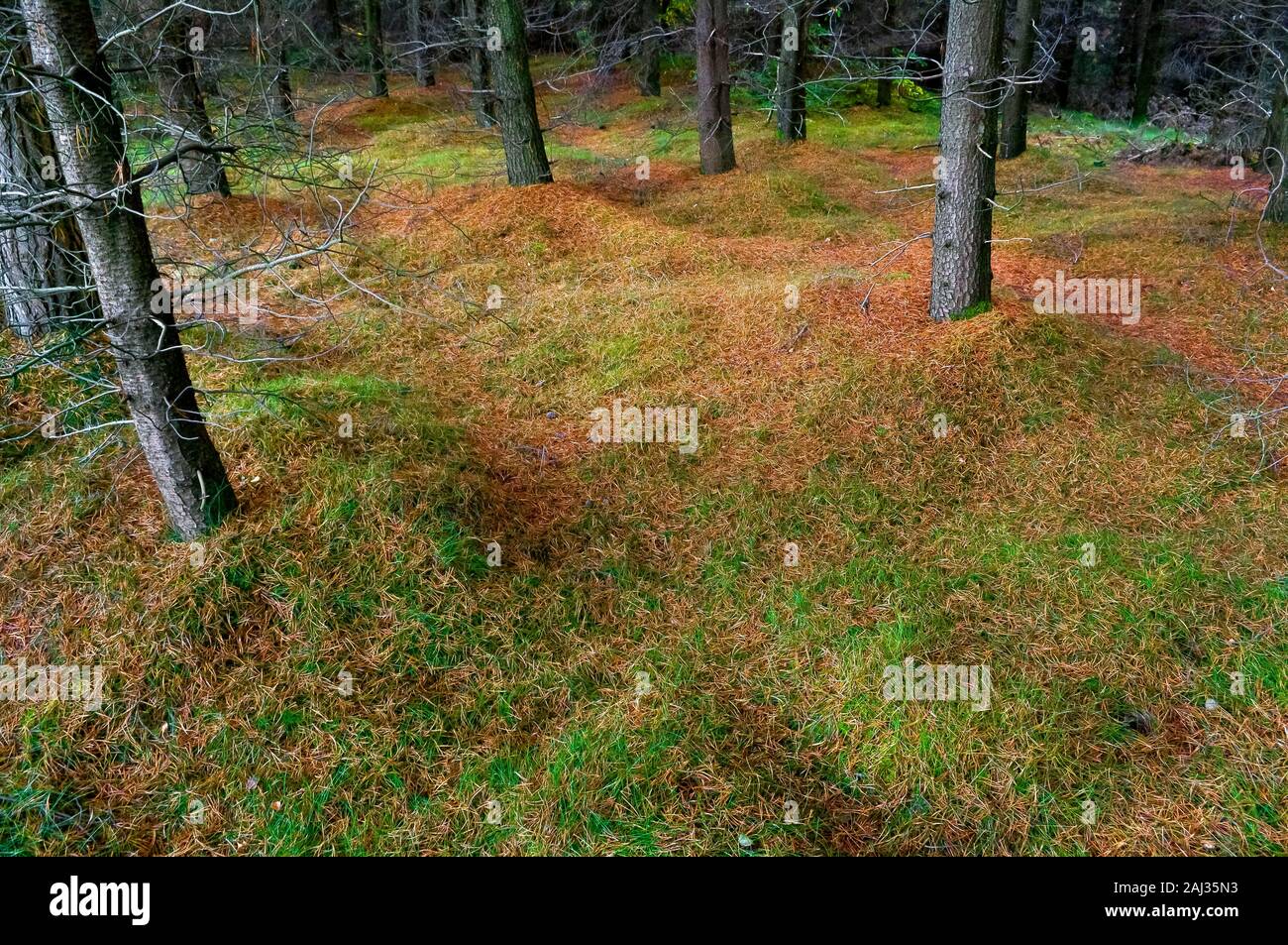 Aghi di conifere cucciolata il suolo della foresta, creare l'impressione di un soffice tappeto in legno Greno vicino a Sheffield Foto Stock