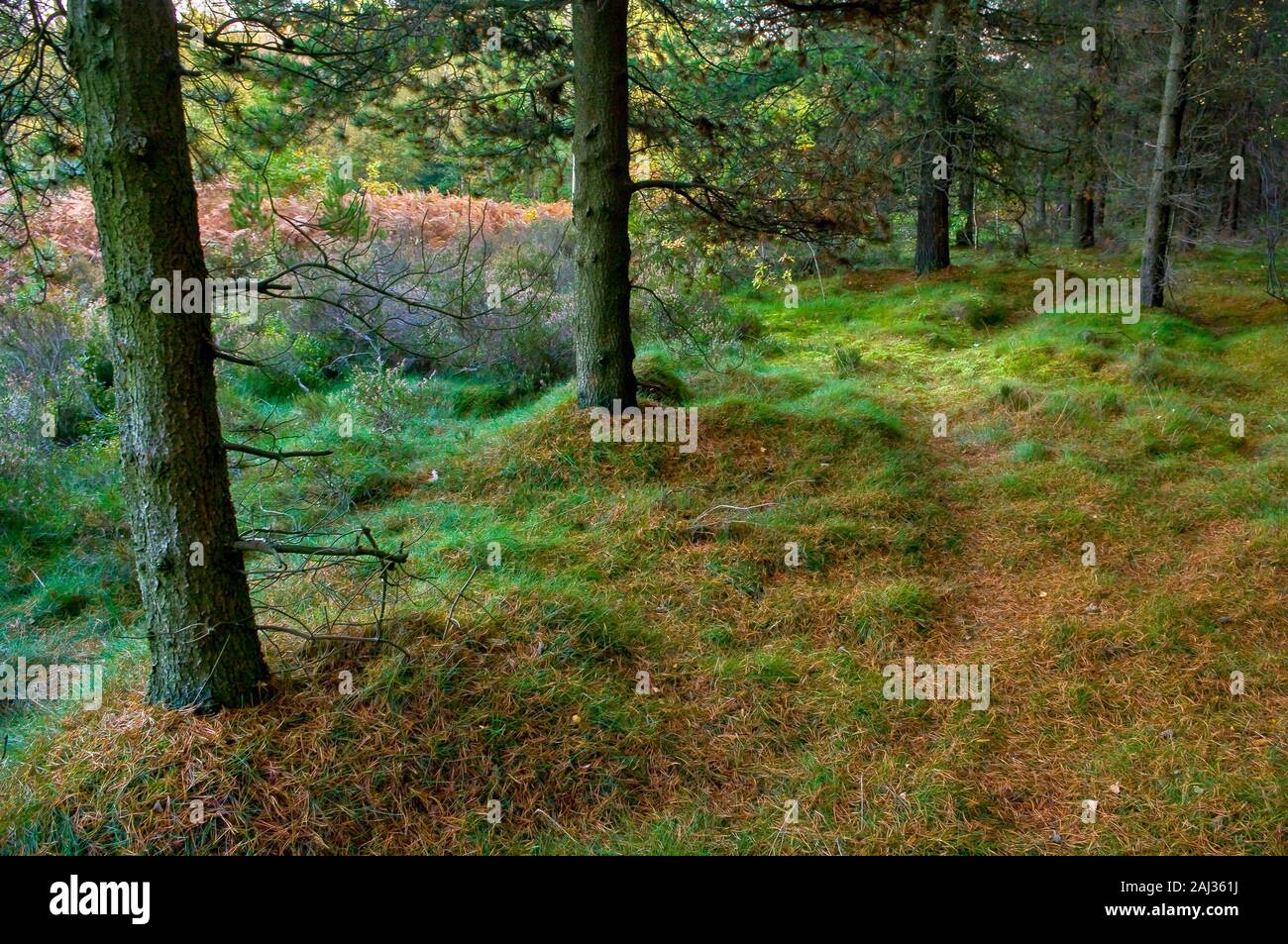 Aghi di conifere cucciolata il suolo della foresta, creare l'impressione di un soffice tappeto in legno Greno vicino a Sheffield Foto Stock