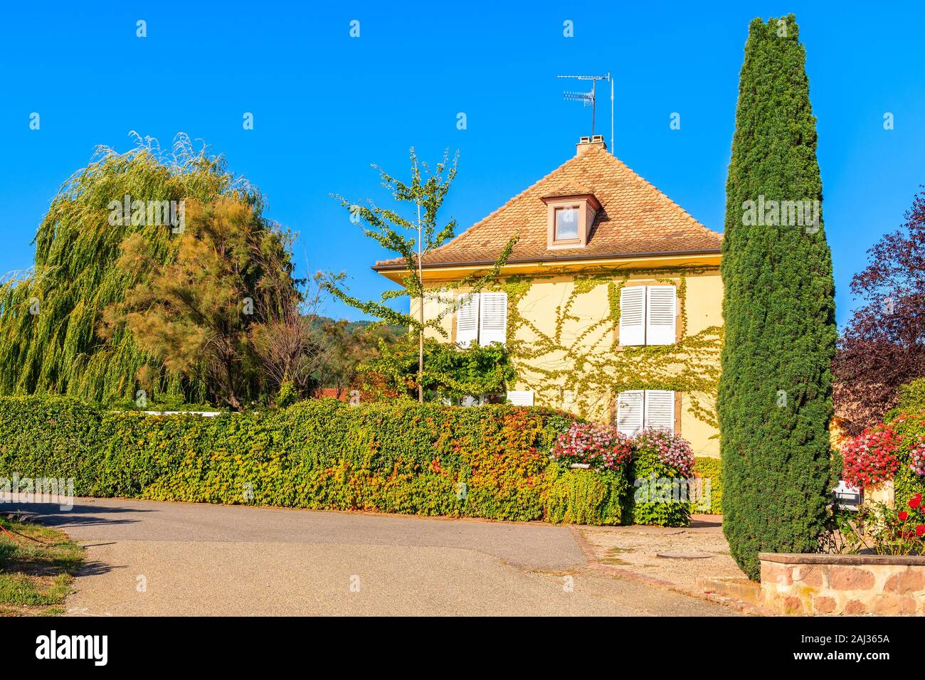 Tipica vecchia casa francese in Riquewihr villaggio sul vino Alsaziano percorso, Francia Foto Stock