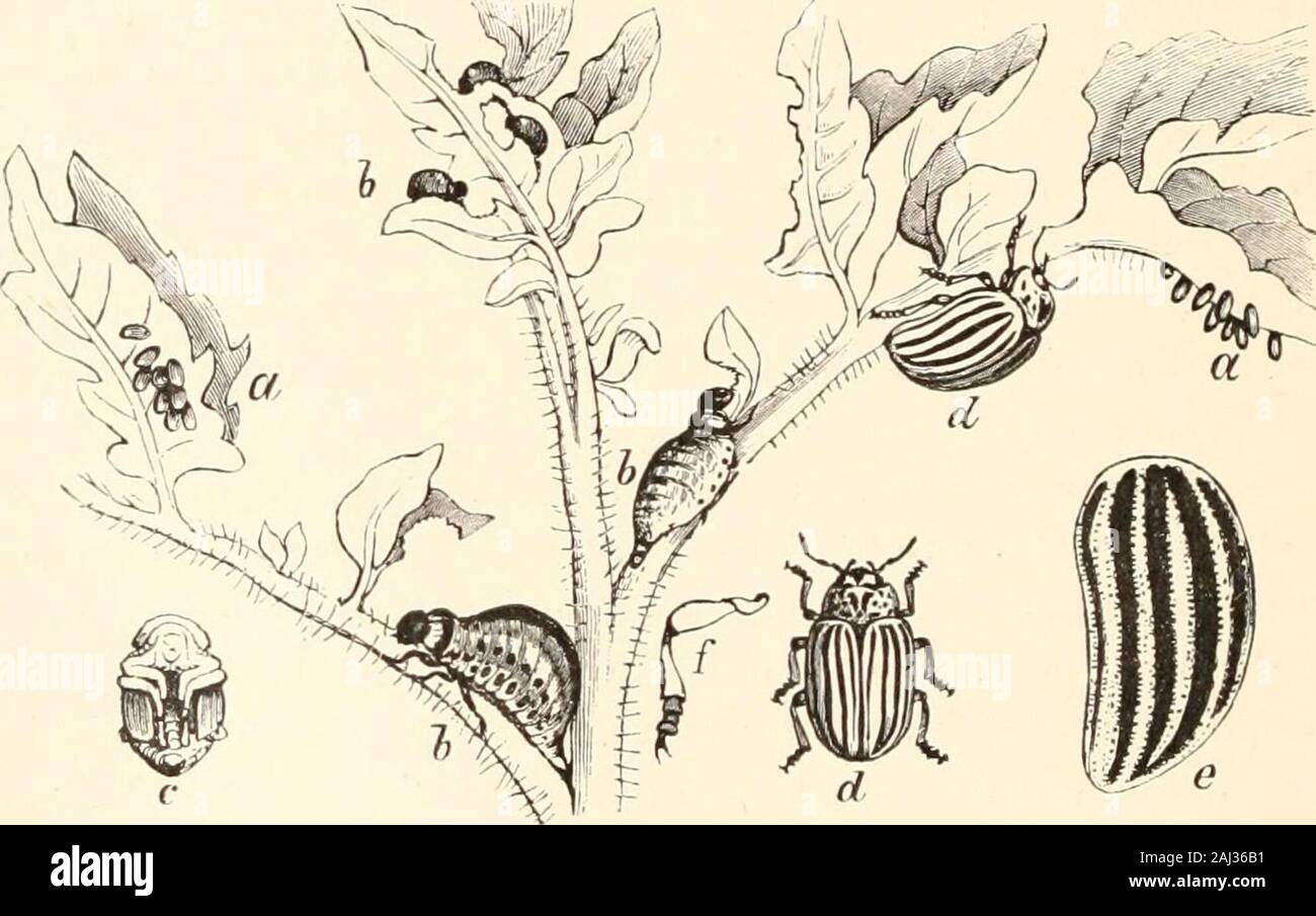 Guida per lo studio di insetti e di un trattato di quelle pratiche pregiudizievoli e benefica per colture: per l'uso di istituti, fattoria-scuola, e agricoltori . Fijr. 5(Xi. Thi Colorado potato beetle, drii]&GT;lir&lt;i dwcm-lineatu dire(Fig. 50G ; un, uova ; h. le larve in diversi stadi di crescita ;c. tlu- pupa ; (7, beetle ; e, elytron, ingrandite ; /. gamba, ingrandite)ha gradualmente diffusione verso est per quanto riguarda indiana, da habitat itsoriginal in Colorado, diventati molto destructiveto la patata-vite. Diventa un coleottero entro un mese afterhatching dal giallastro uova; la larva è pallido yellowwith Foto Stock