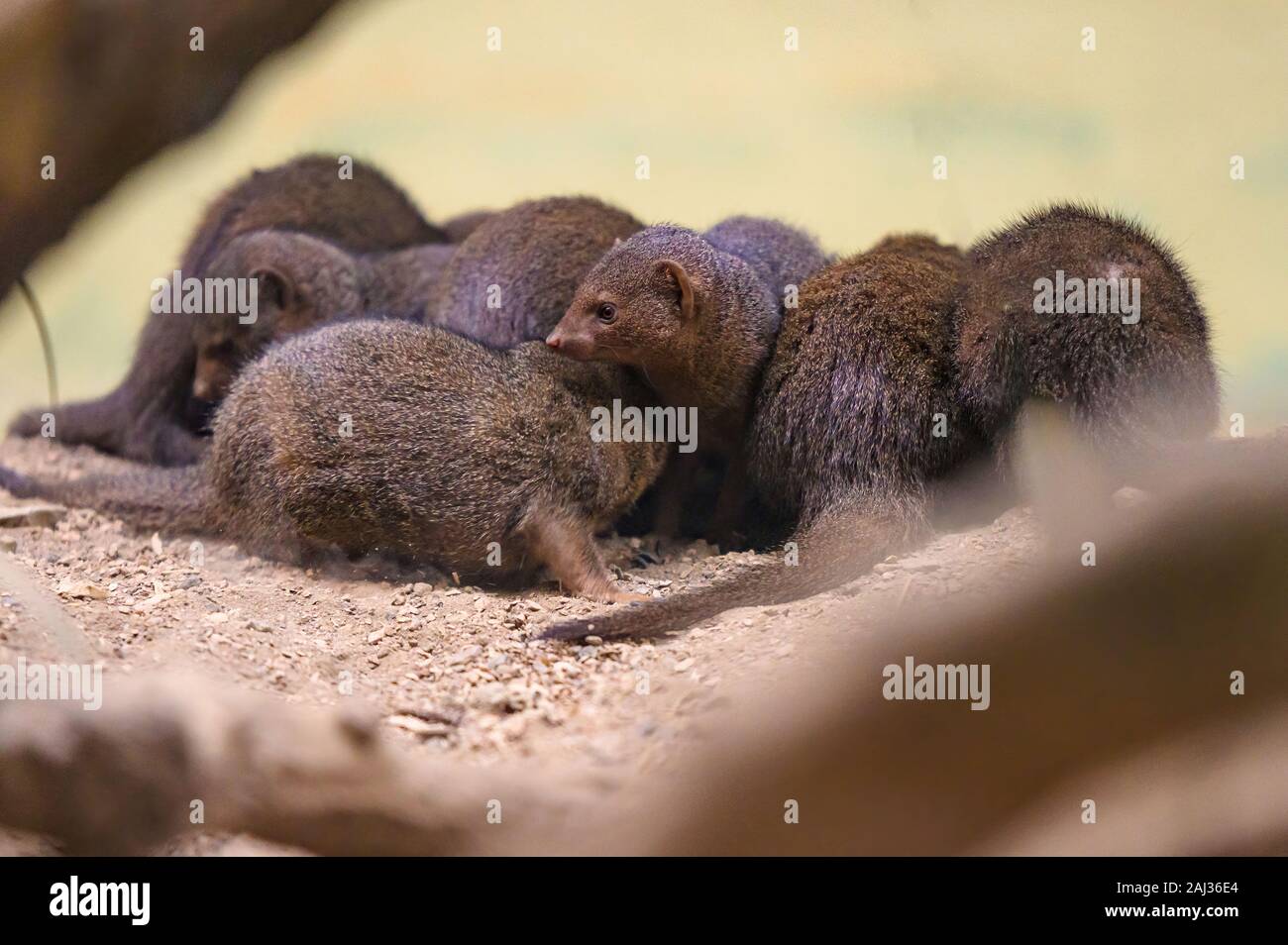 Un piccolo gruppo di Dwarf Mongoose godendo di una rapida huddle prima che il gioco Foto Stock