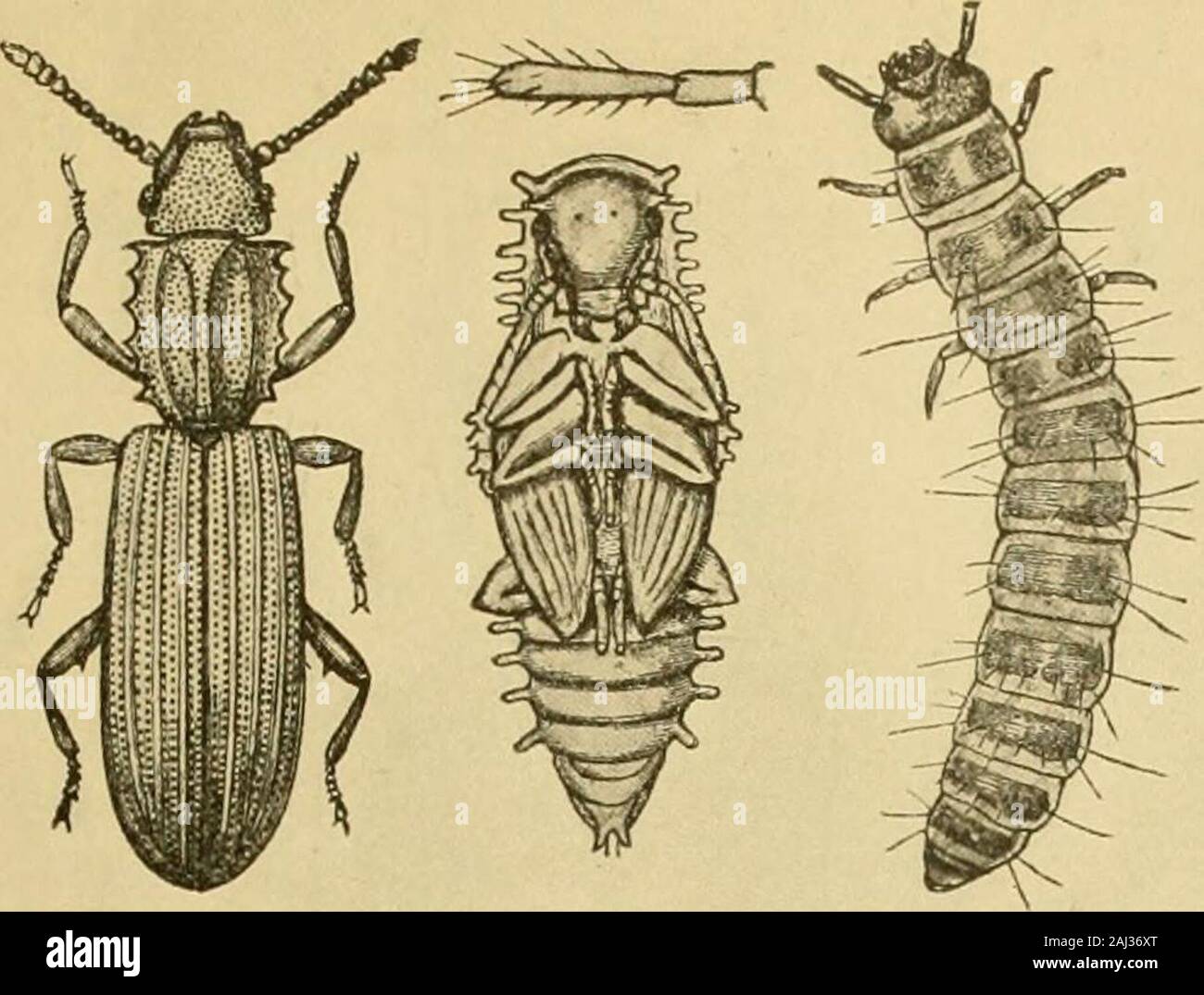 Uno studio di alcuni coleotteri sociale in Guiana britannica e delle loro relazioni per il ant-impianto Tachigalia . themabout, così .che il picciolo dall'esterno suggerisce la nestof una delle specie più piccole di Cryptocerus, con un soldato orworker ant su guardia all'orifizio. Il coleottero femmina inizia a depositare le sue uova o prima o dopo l'ingresso della coccids. Essi sono depositati singlyalong i bordi delle nervature frass e evidentemente ad intervalli ofseveral ore o addirittura giorni, per la dissezione dei coleotteri showsthat solo poche uova maturo a un tempo nelle ovaie. All incollato alla parete del p Foto Stock