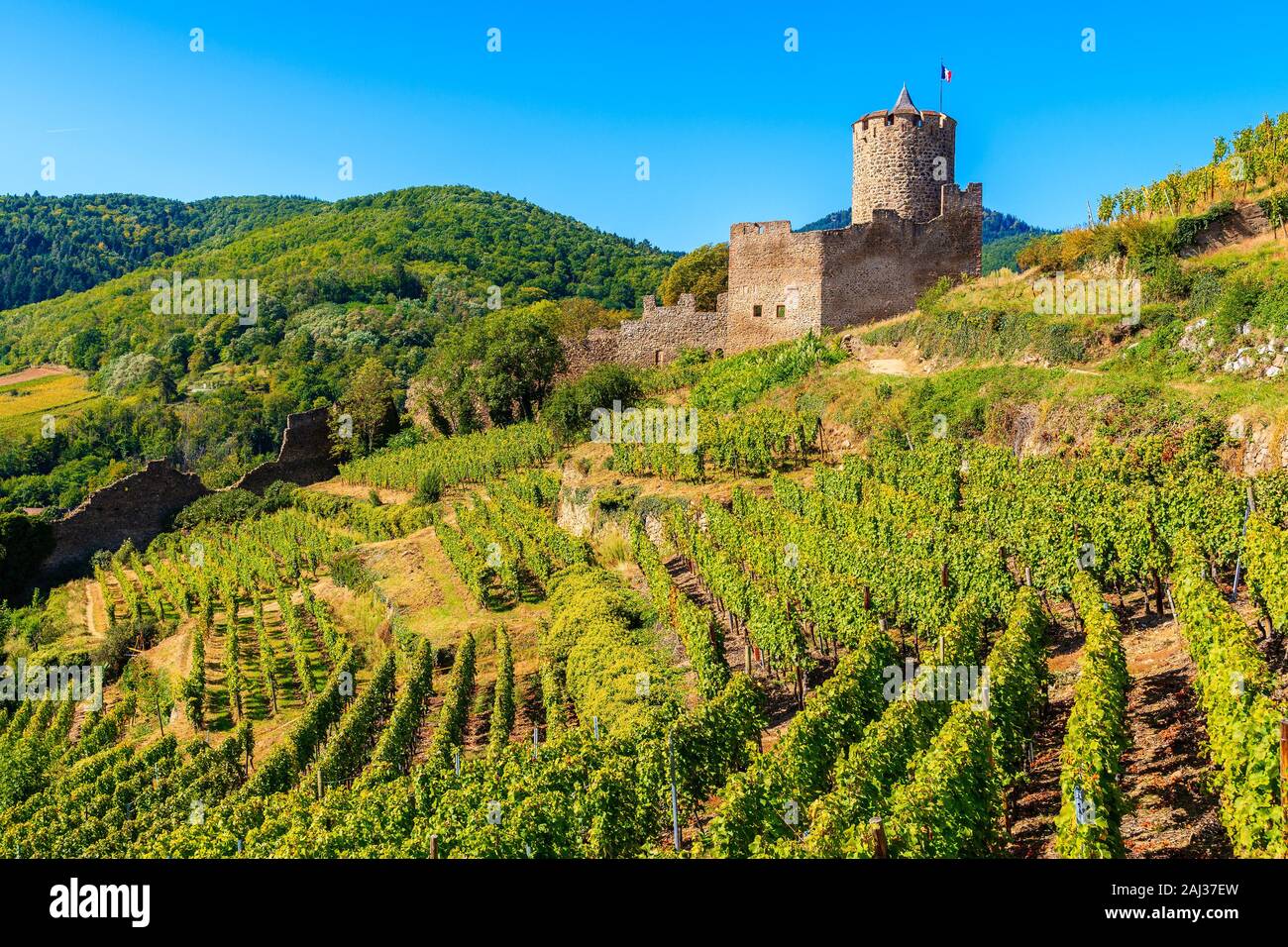 Castello medievale sulle colline tra i vigneti in Kaysersberg villaggio sul vino Alsaziano percorso, Francia Foto Stock