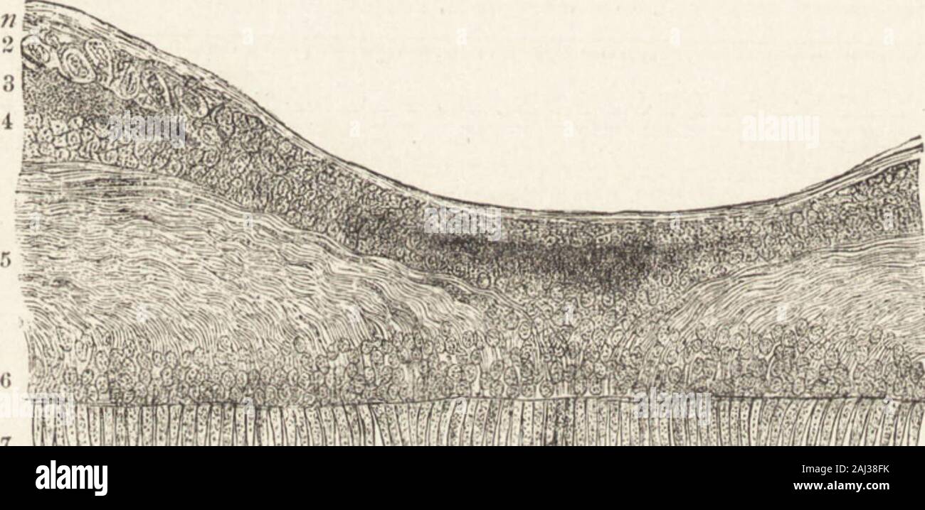 I principi della luce e del colore: comprese tra le altre cose la legge armonica dell'universo, etherio-filosofia atomico della forza, chimica di cromo, cromo terapeutica e la filosofia generale dell' ammenda forze, insieme a numerose scoperte e applicazioni pratiche .. . La fovea centralis, dove la retina è ridotta aquelli elementi da solo quale arco assolutamente necessarv per exactvision. Fig. 201, da Henle, mostra una sottile sezione trasversale 54Q. La visione di questa depressione centrale realizzato su una retina che era stata har-dened in alcol, i. (Lamina hyalina, membrana limitans) è Foto Stock