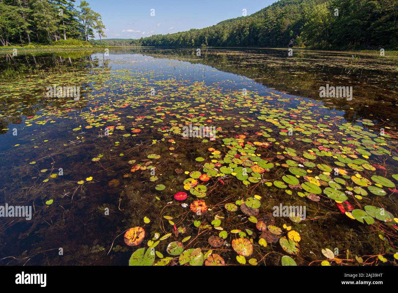 Ninfee nel lago Tully in Royalston, MA Foto Stock
