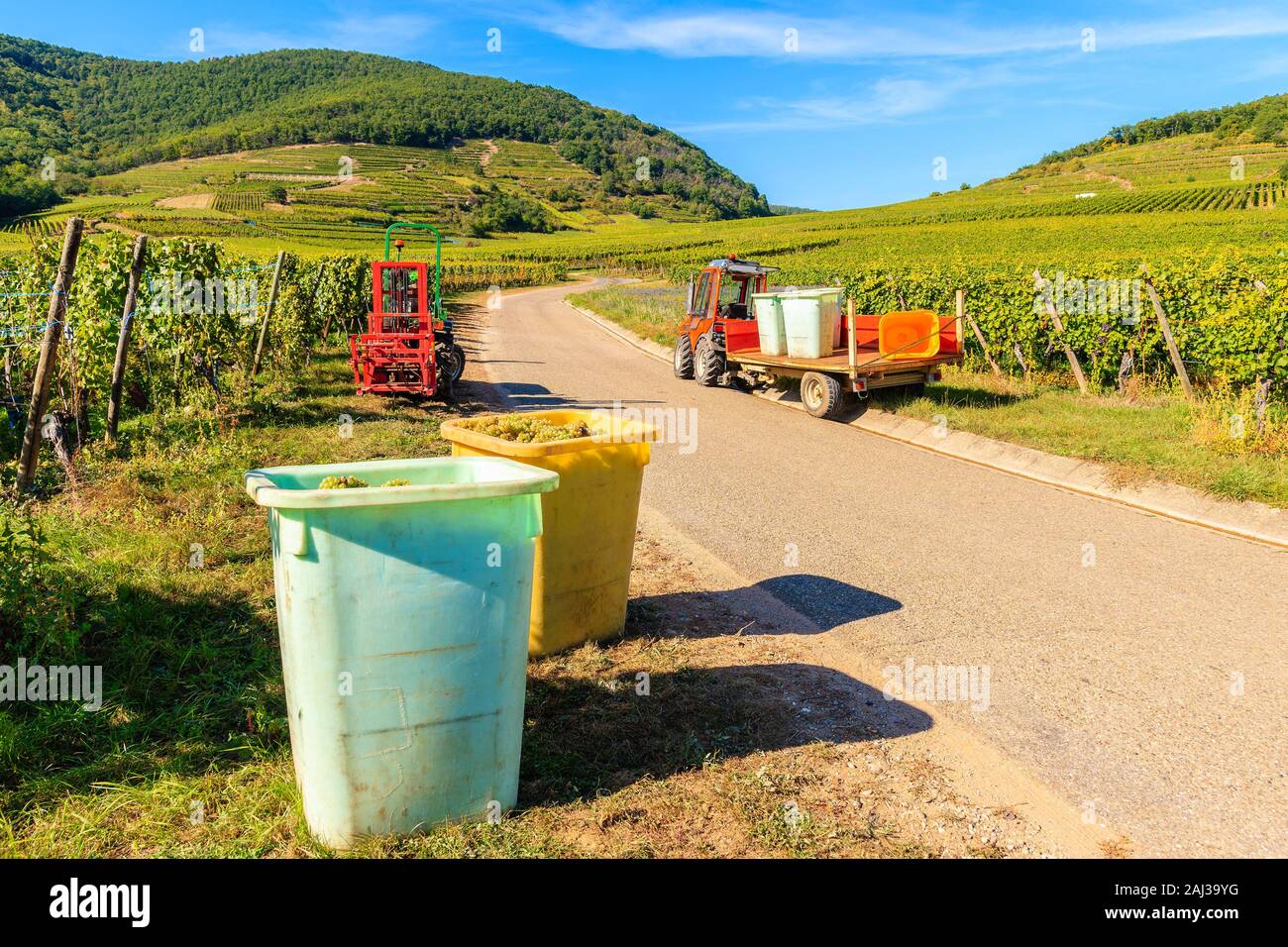 I contenitori pieni di uva e il trattore durante le operazioni di raccolta nel villaggio di Riquewihr vigneti, Alsazia strada del vino, Francia Foto Stock