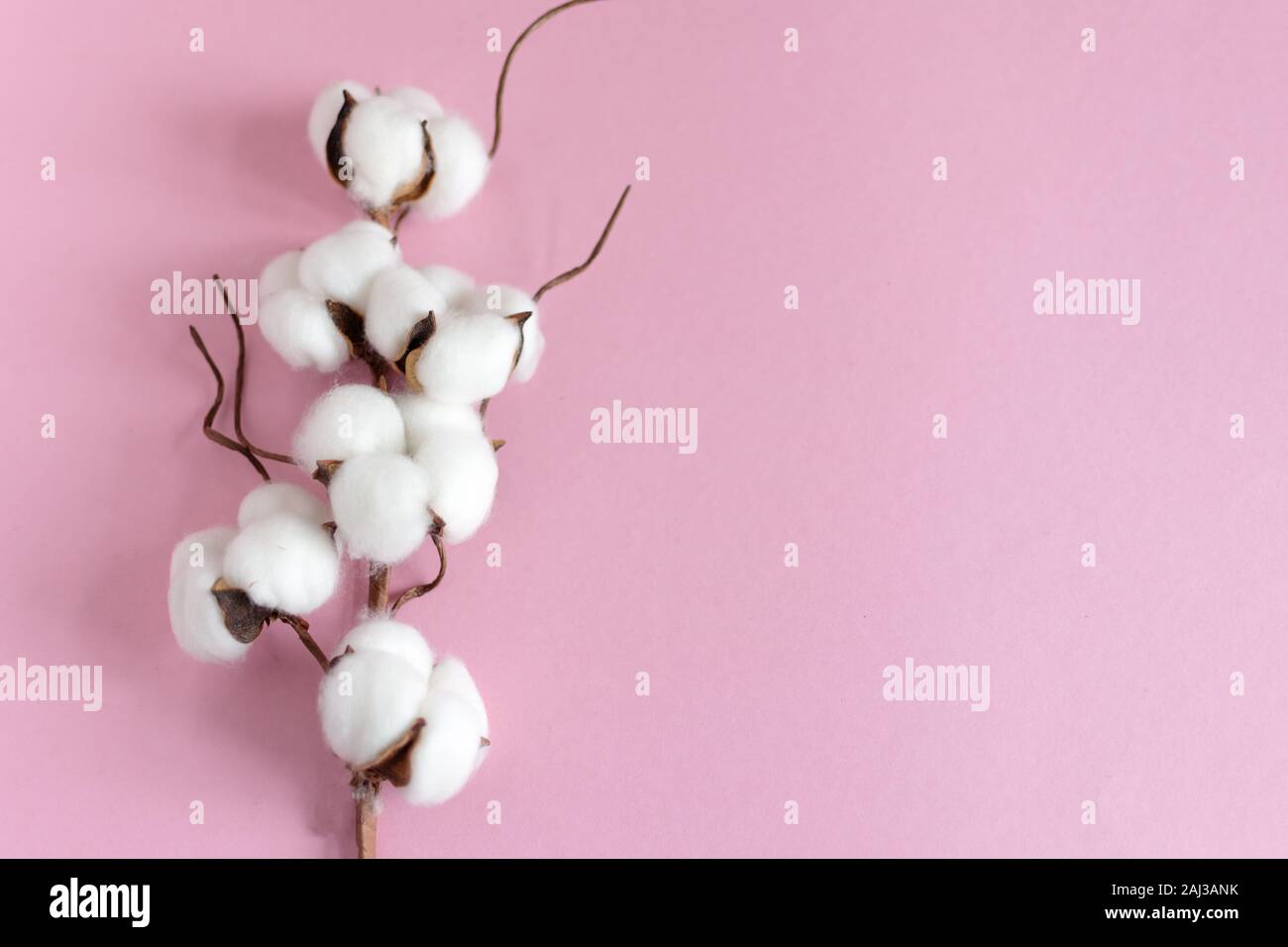 Ramo di cotone su sfondo rosa laici piana. Copia spazio per il testo. Delicati fiori di cotone. Foto Stock