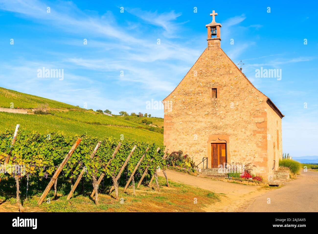 Vecchia chiesa vicino a vigneti sulle colline, Ingolsheim village, Alsazia strada del vino, Francia Foto Stock
