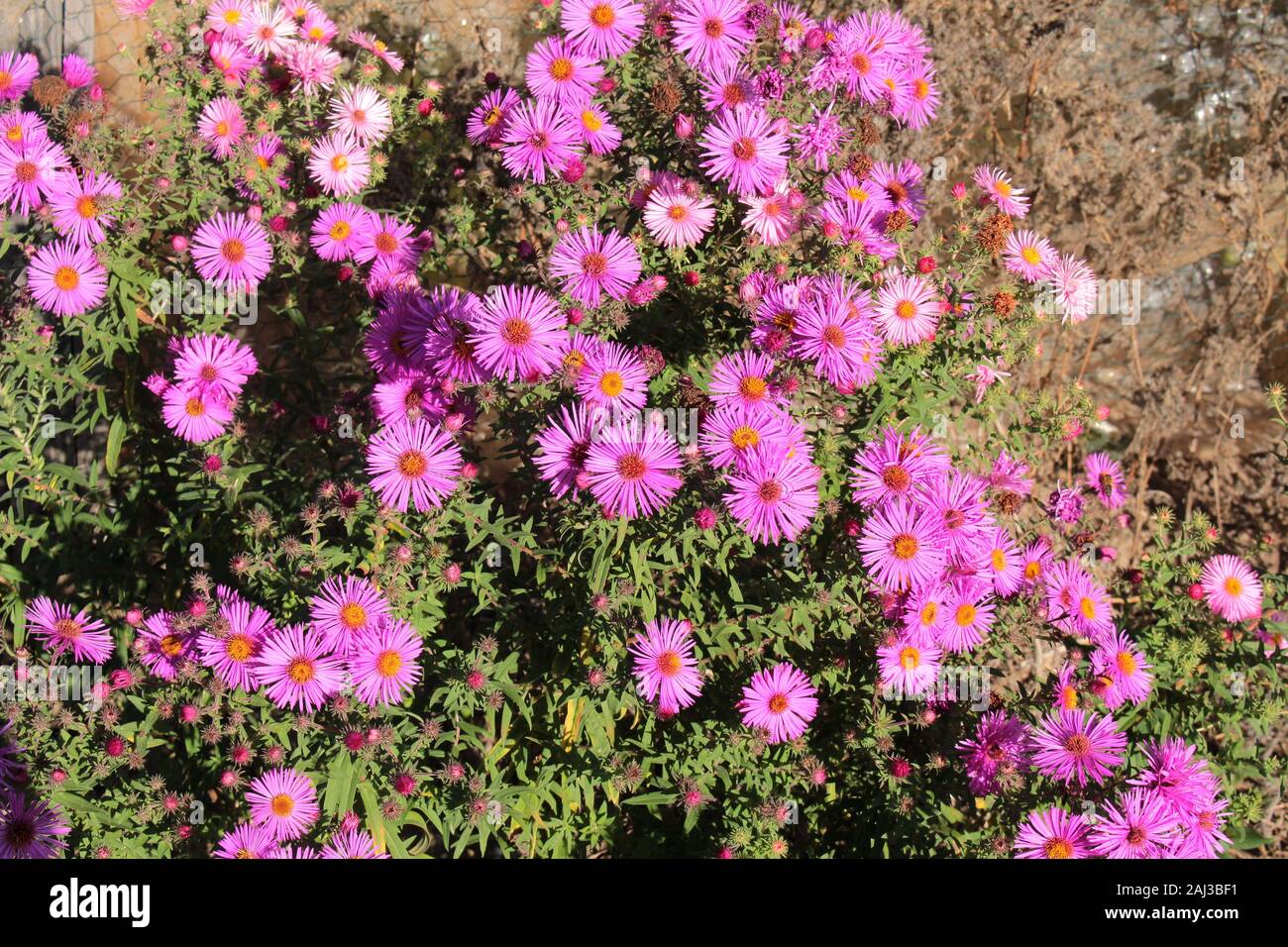 Perenne di fiori di mezzogiorno anche chiamato impianto di ghiaccio o Stauden Mittagsblume o Delosperma cooperi, shallow DOF, Bokeh di fondo Foto Stock