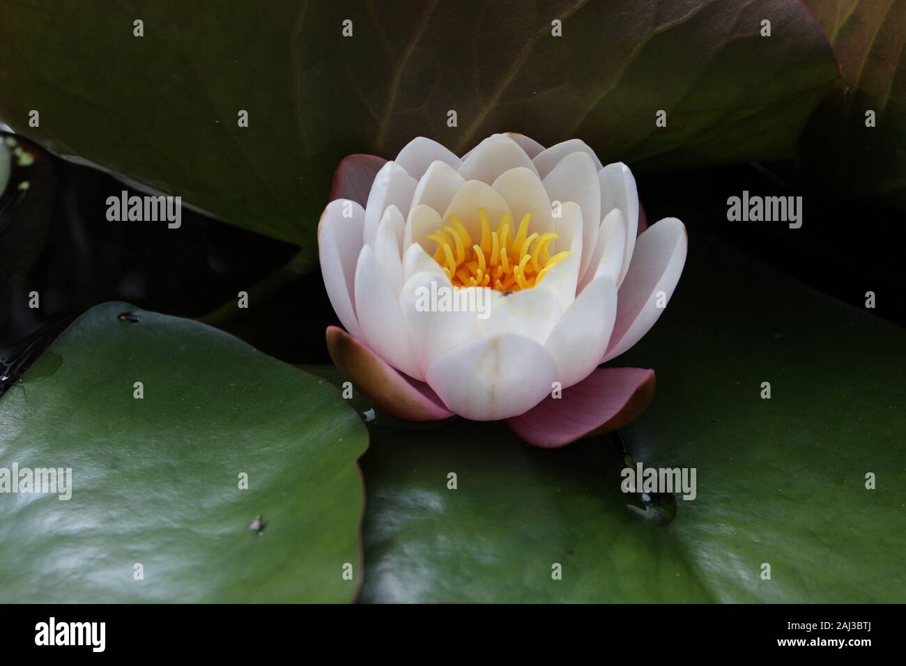 Vicino la fotografia di un laghetto lily (Nymphaea) fiore tra ninfee con intrappolato goccia d'acqua Foto Stock